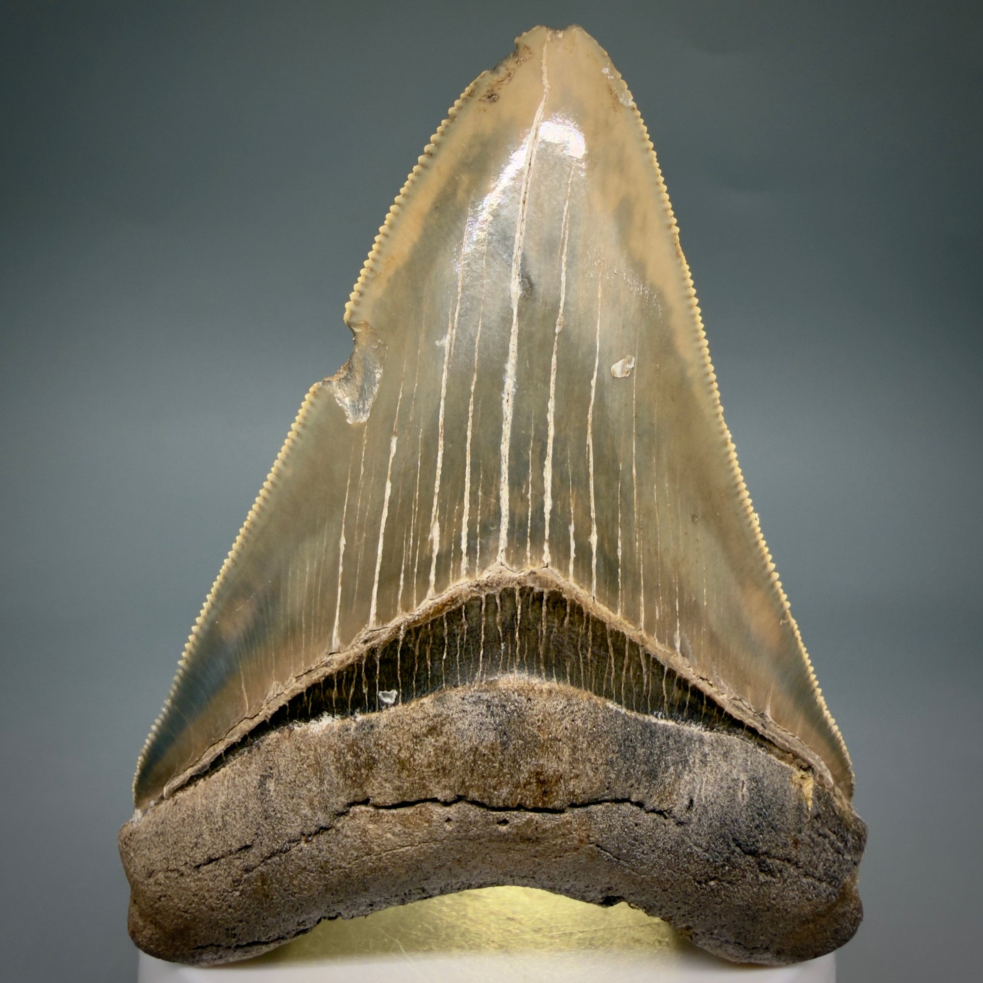 Front View Colorful, sharply serrated 3.28" Fossil Megalodon Tooth from Georgia, USA megalodonteeth.com CM6526 - 3