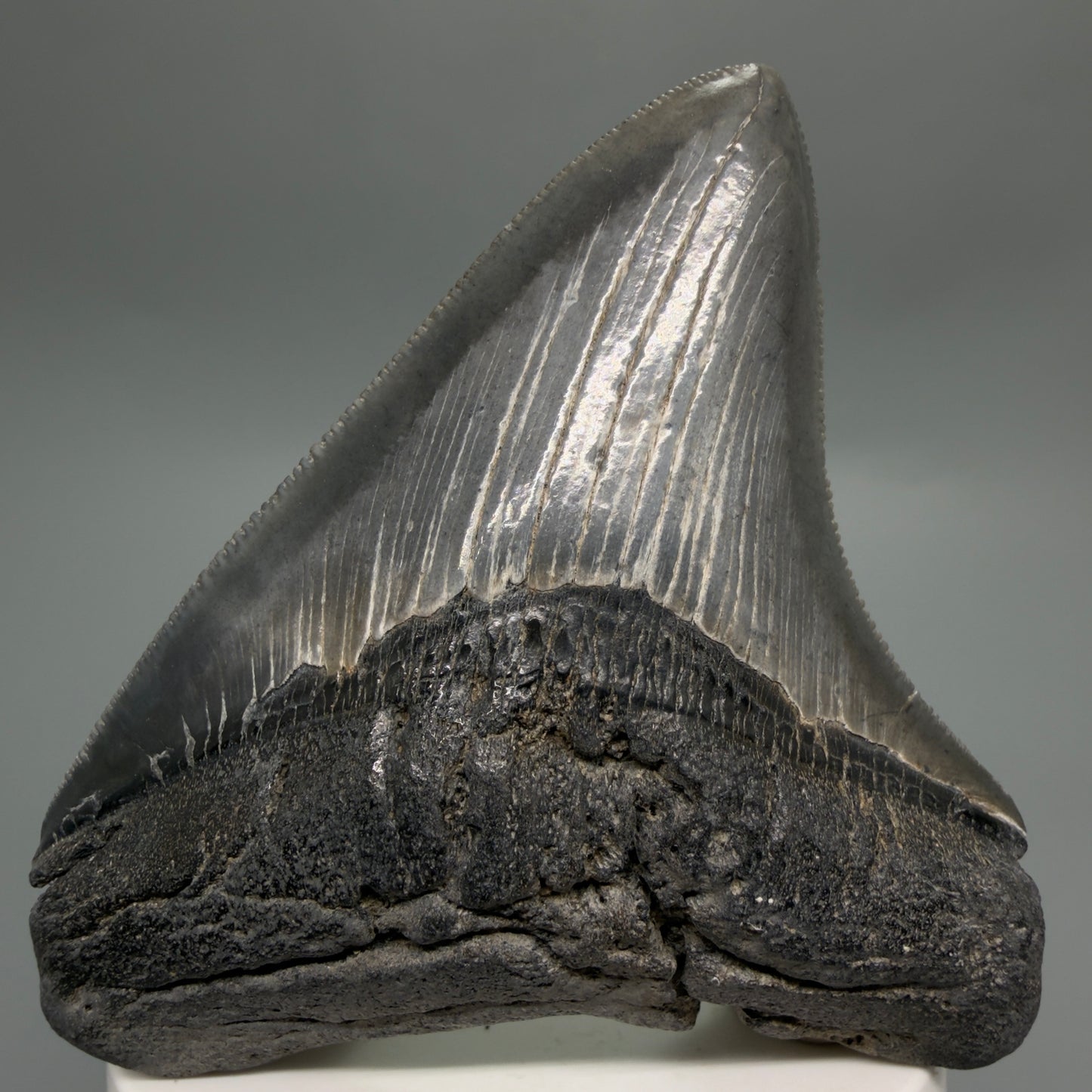 Front View Colorful, sharply serrated 3.29" Fossil Megalodon Tooth from South Carolina CM6248