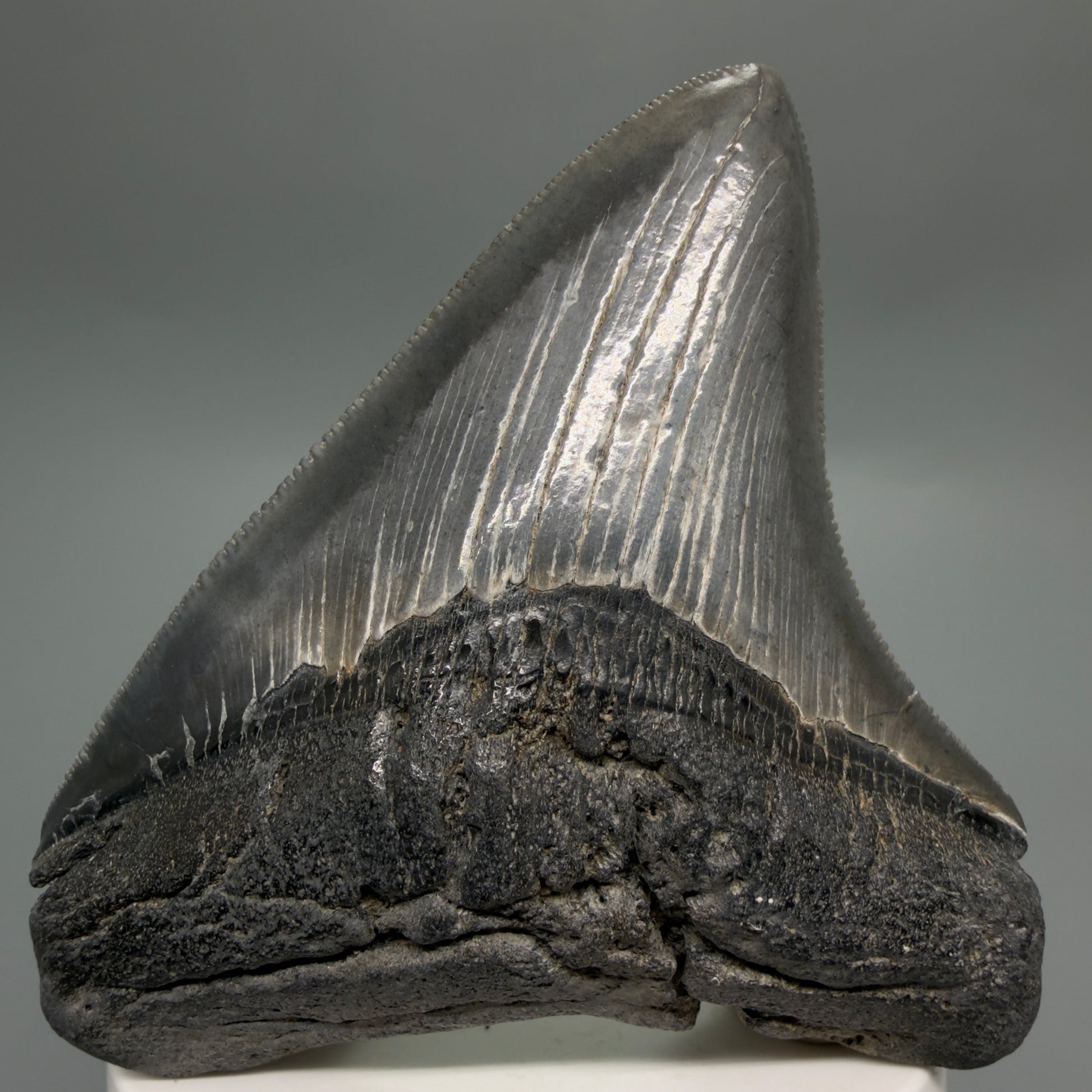 Front View Colorful, sharply serrated 3.29" Fossil Megalodon Tooth from South Carolina CM6248