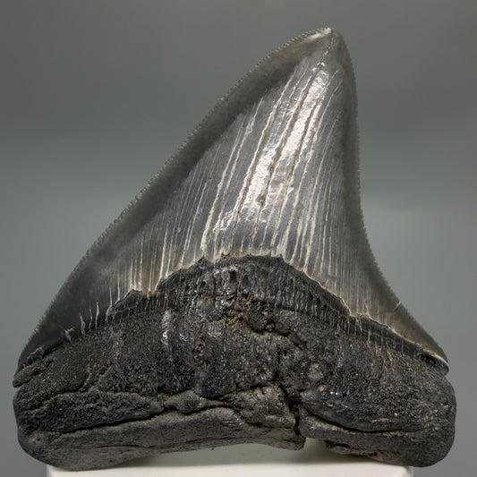 Front View Colorful, sharply serrated 3.29" Fossil Megalodon Tooth from South Carolina CM6248