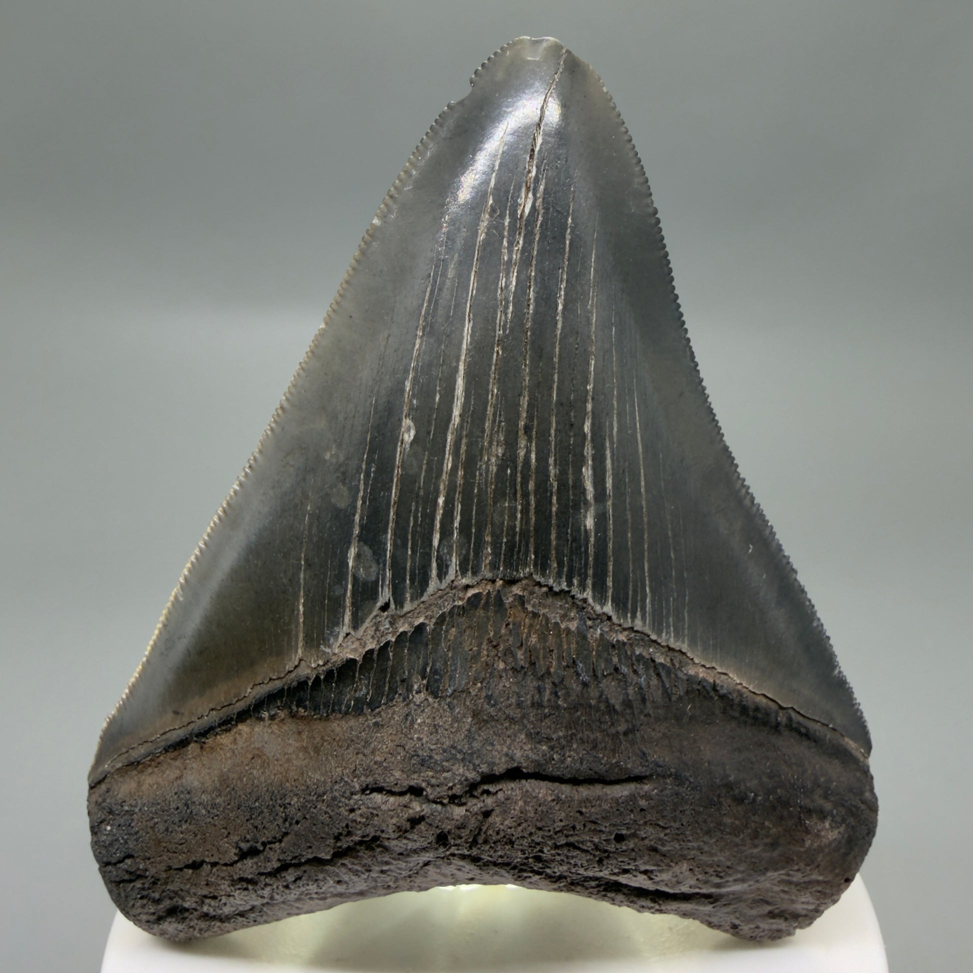 Front View Colorful, sharply serrated 3.43" Fossil Megalodon Tooth from South Carolina CM6324