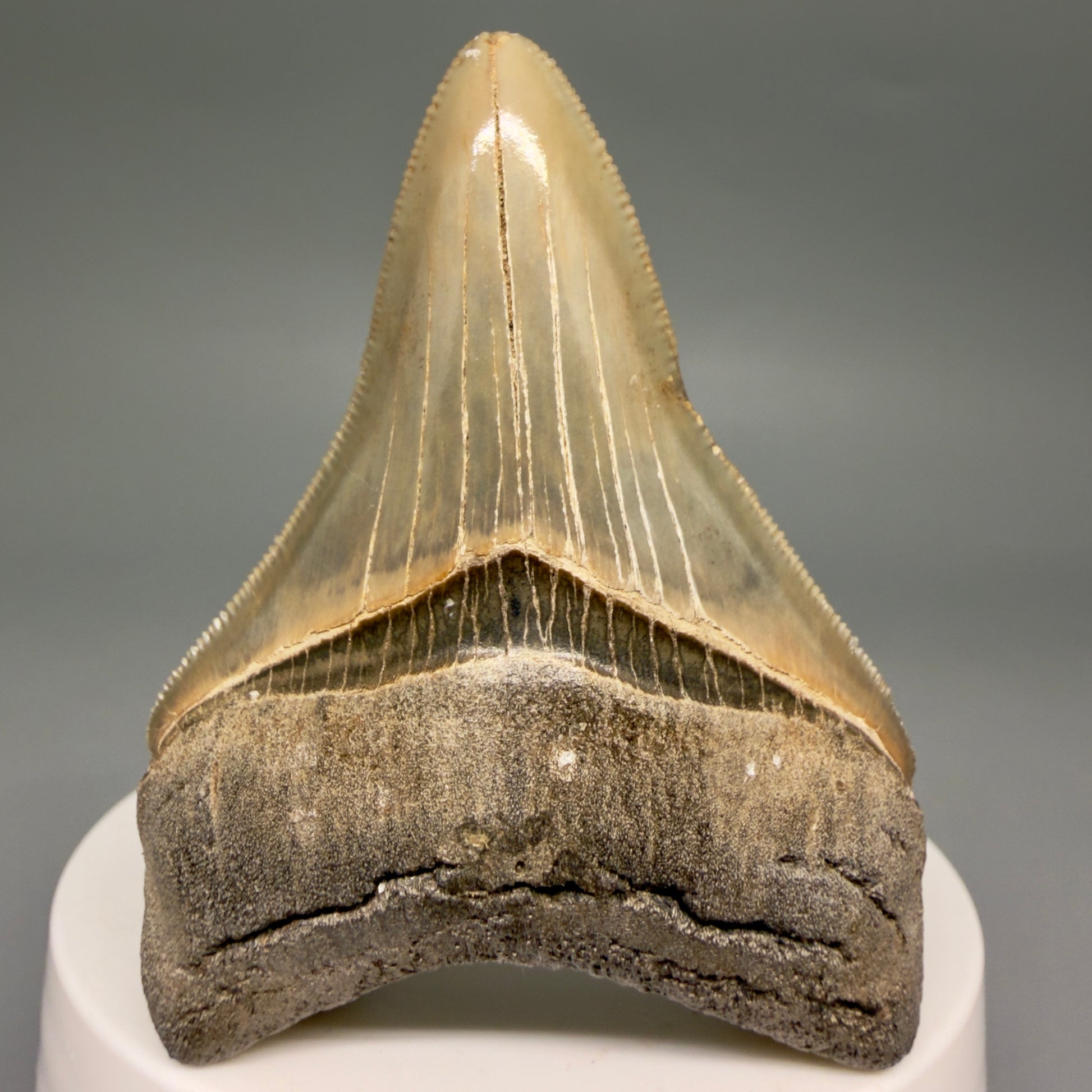 Front View Colorful, sharply serrated 3.54" Fossil Megalodon Tooth from Georgia, USA megalodonteeth.com CM6522