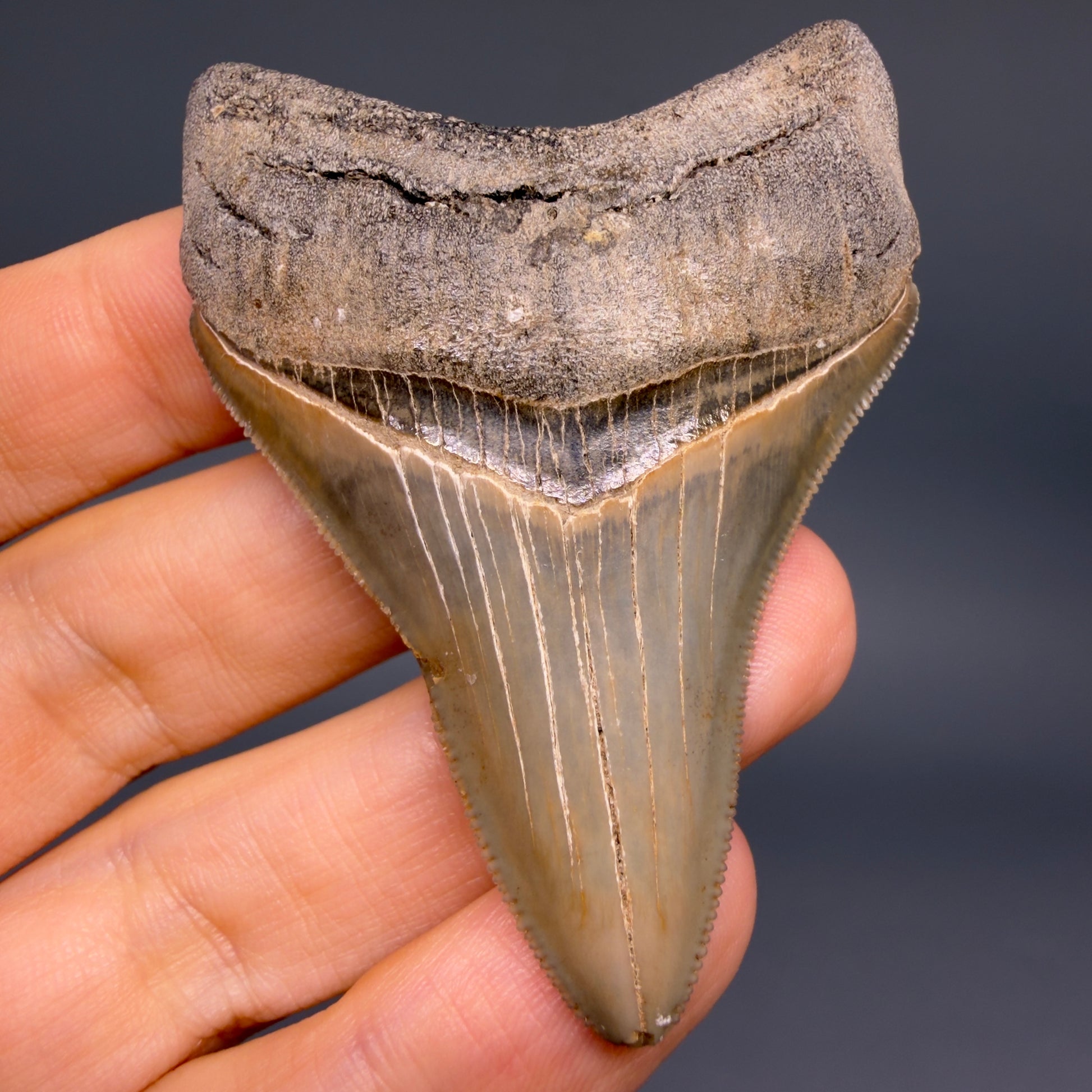 Front View Colorful, sharply serrated 3.54" Fossil Megalodon Tooth from Georgia, USA megalodonteeth.com CM6522 - 1