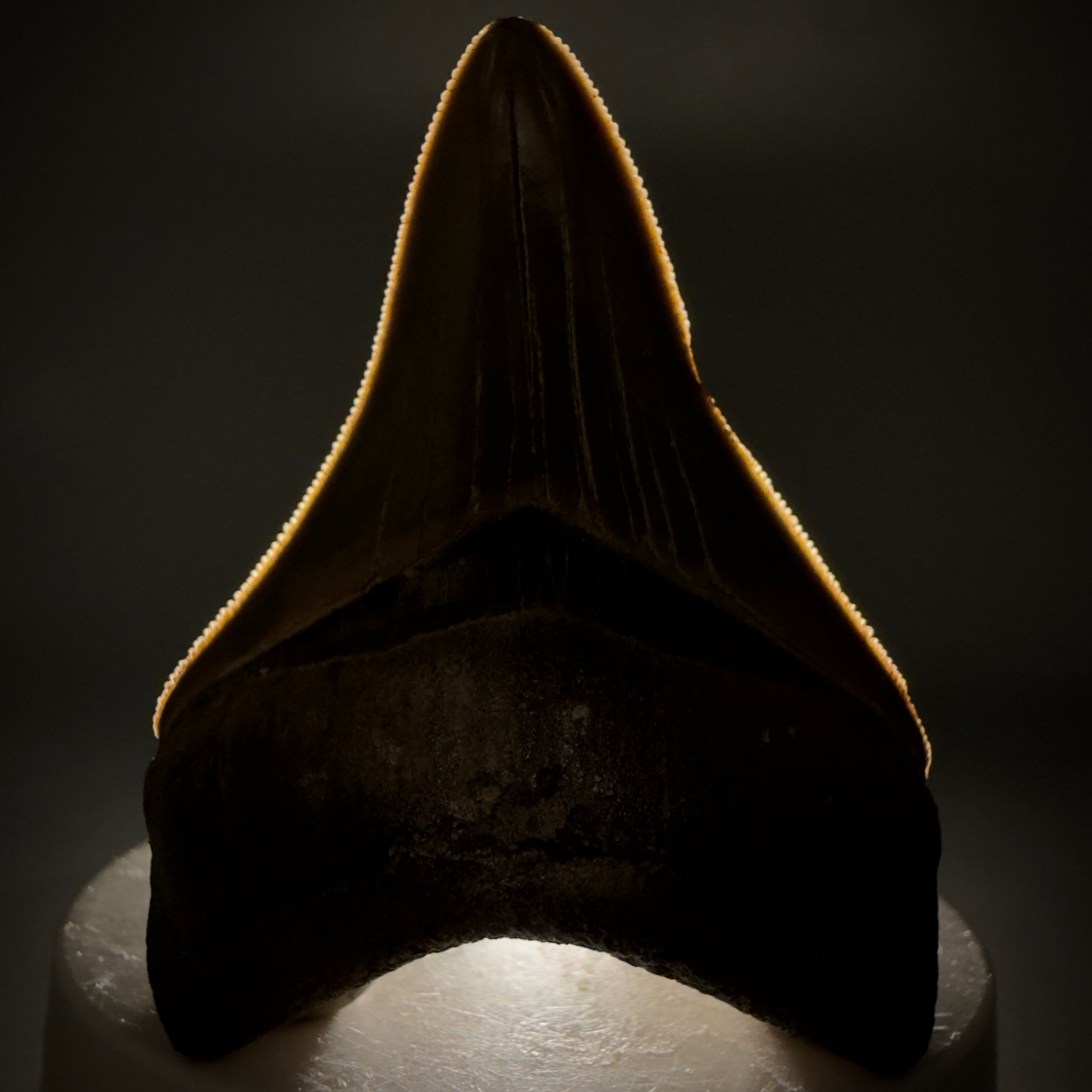 Front View Colorful, sharply serrated 3.54" Fossil Megalodon Tooth from Georgia, USA megalodonteeth.com CM6522 - 2