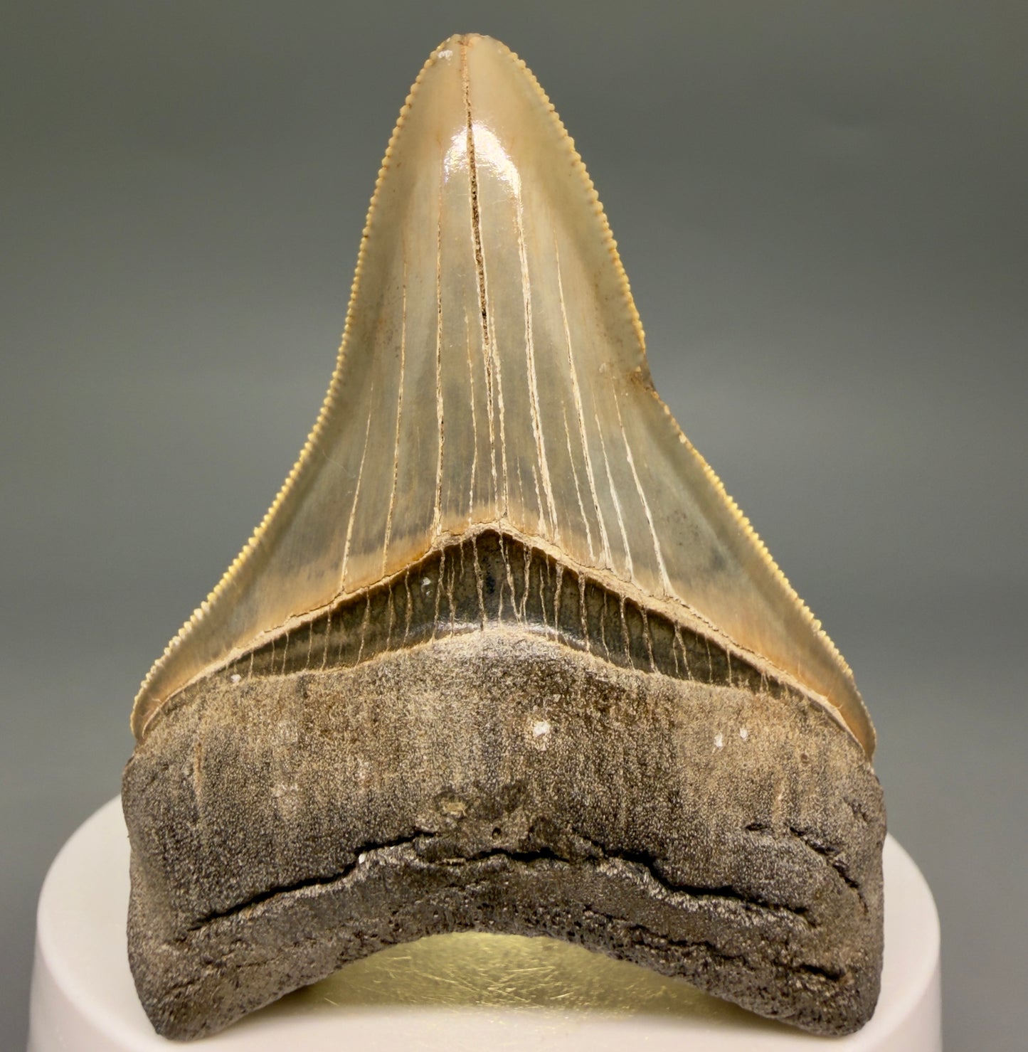 Front View Colorful, sharply serrated 3.54" Fossil Megalodon Tooth from Georgia, USA megalodonteeth.com CM6522 - 3