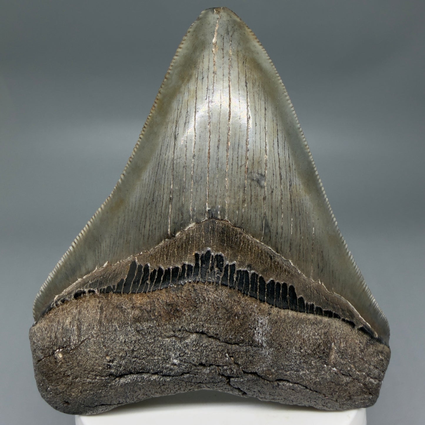 Front View Colorful, sharply serrated 3.62" Fossil Megalodon Tooth from South Carolina MJ155
