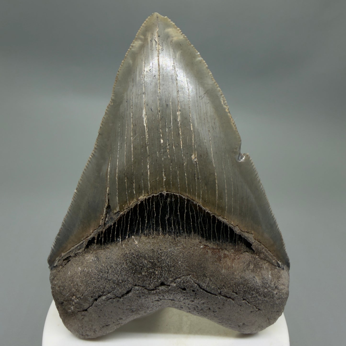 Front View Colorful, sharply serrated 3.75" Fossil Megalodon Tooth from South Carolina CM6328