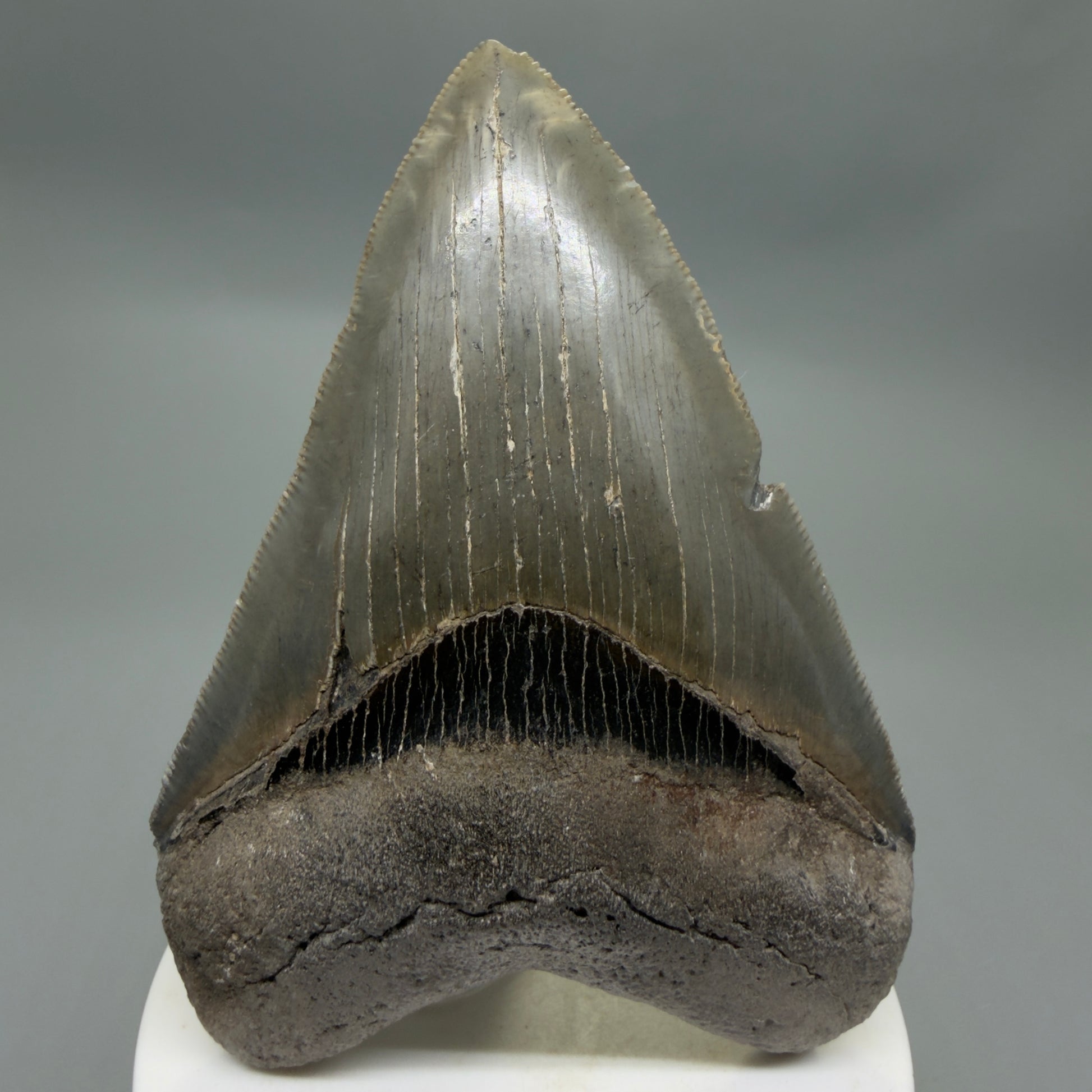 Front View Colorful, sharply serrated 3.75" Fossil Megalodon Tooth from South Carolina CM6328