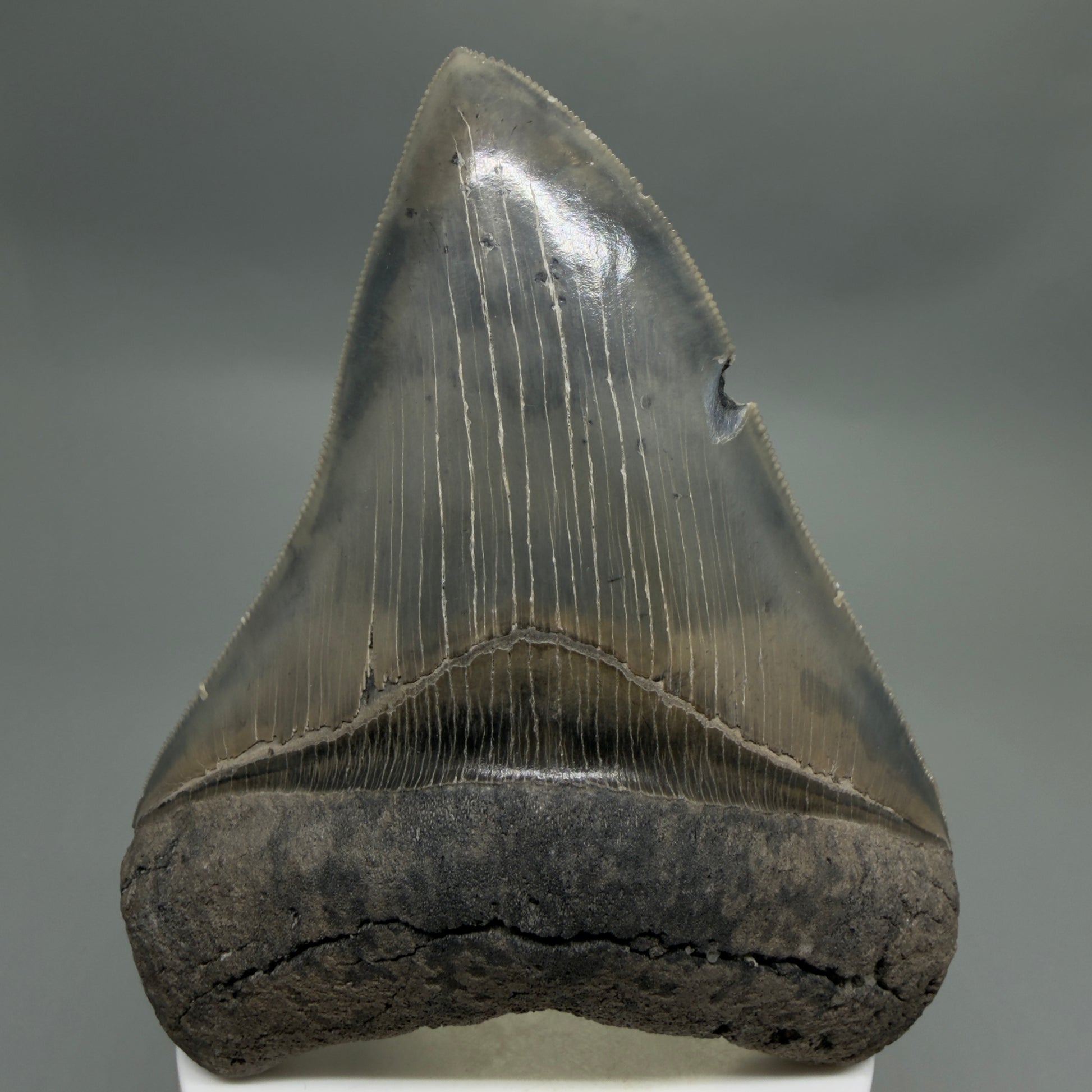 Front View Colorful, sharply serrated 3.97" Fossil Megalodon Tooth from South Carolina CM6329