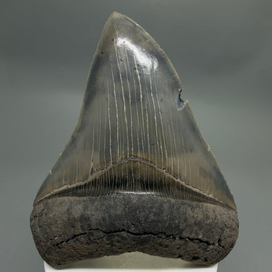 Front View Colorful, sharply serrated 3.97" Fossil Megalodon Tooth from South Carolina CM6329