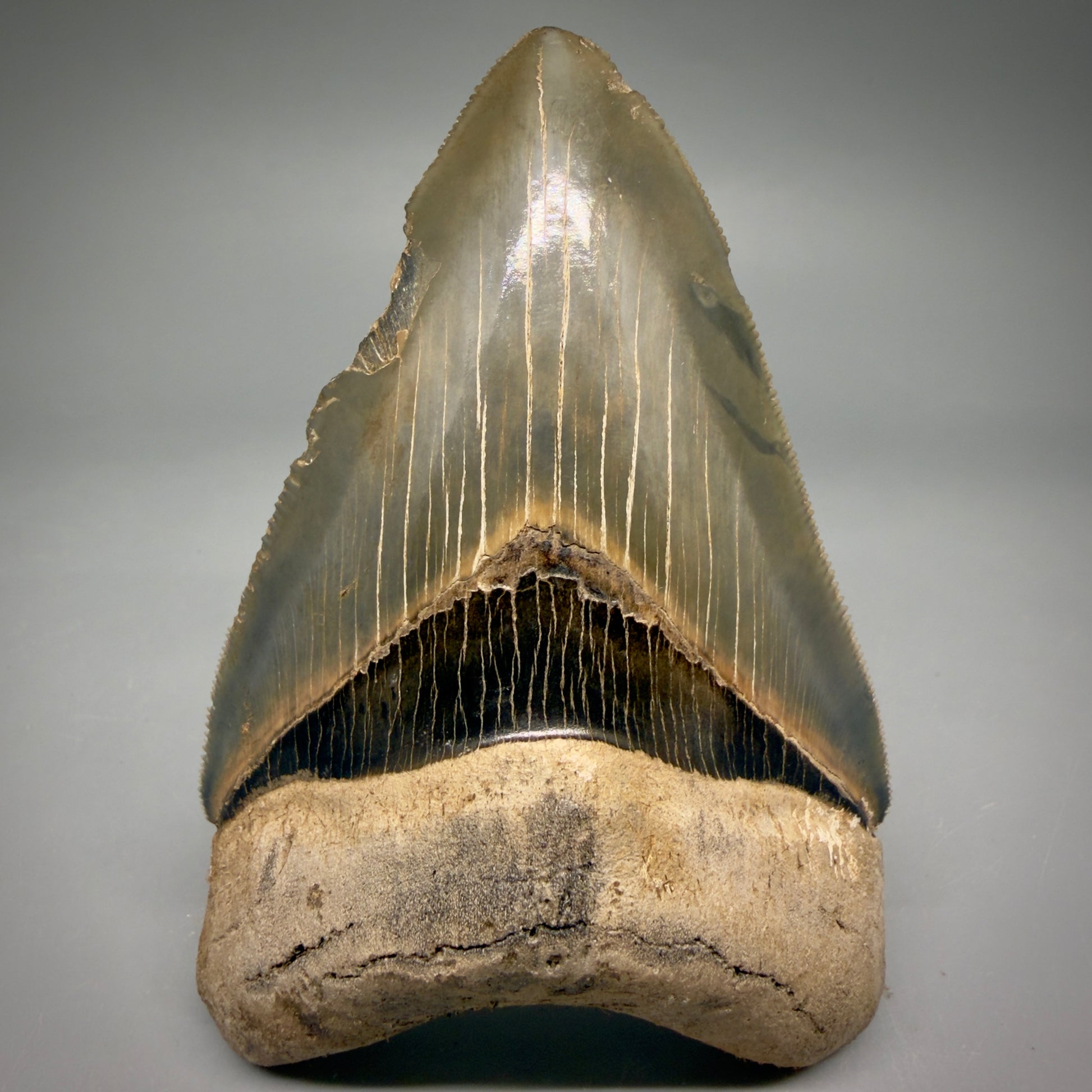 Front View Colorful, sharply serrated 4.13" Fossil Megalodon Tooth from Georgia, USA megalodonteeth.com CM6529