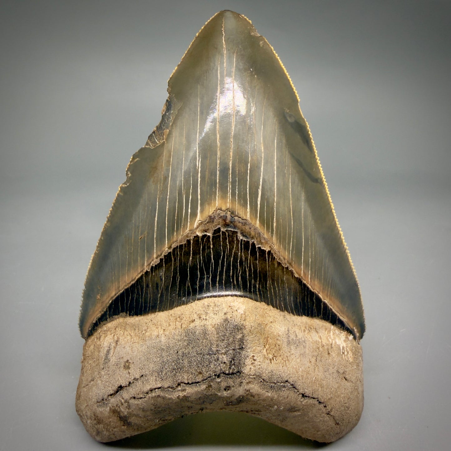 Front View Colorful, sharply serrated 4.13" Fossil Megalodon Tooth from Georgia, USA megalodonteeth.com CM6529 - 2