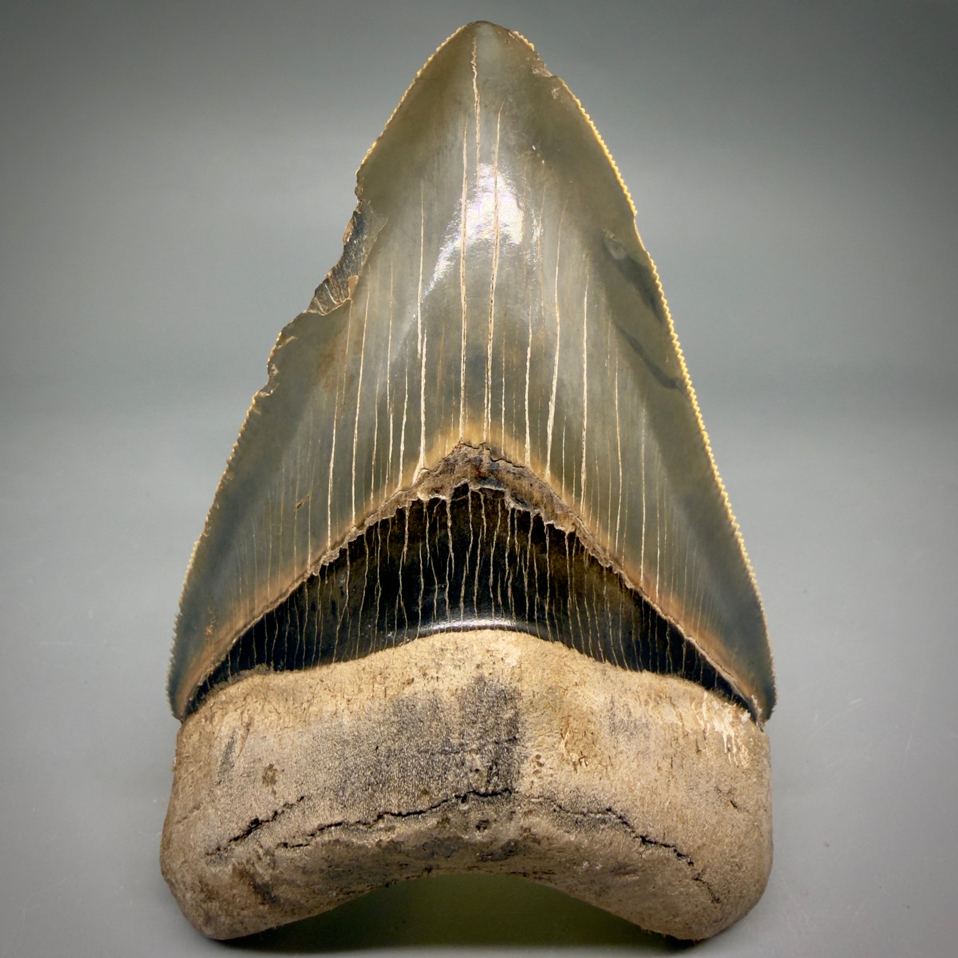 Front View Colorful, sharply serrated 4.13" Fossil Megalodon Tooth from Georgia, USA megalodonteeth.com CM6529 - 2