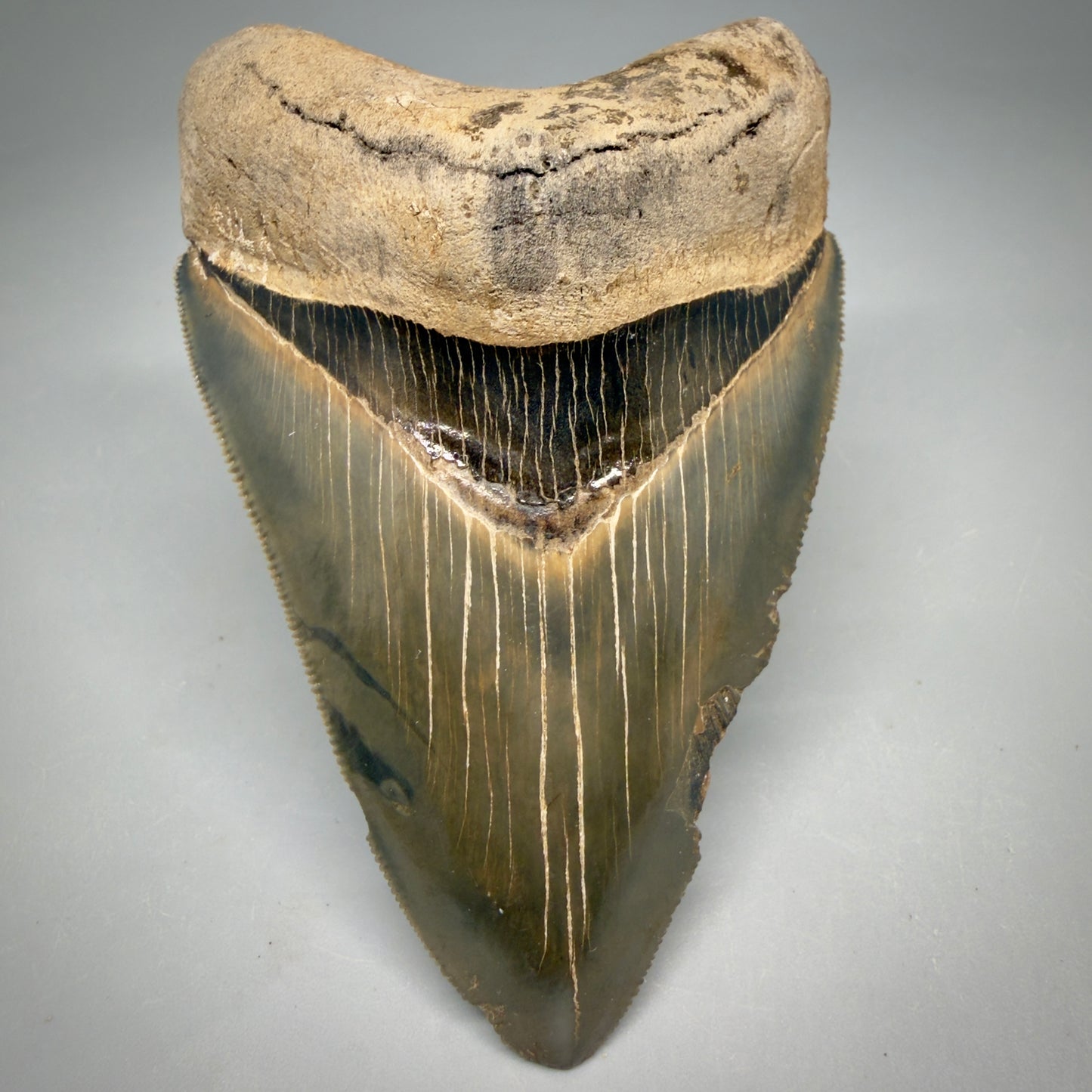 Front View Colorful, sharply serrated 4.13" Fossil Megalodon Tooth from Georgia, USA megalodonteeth.com CM6529 - 3