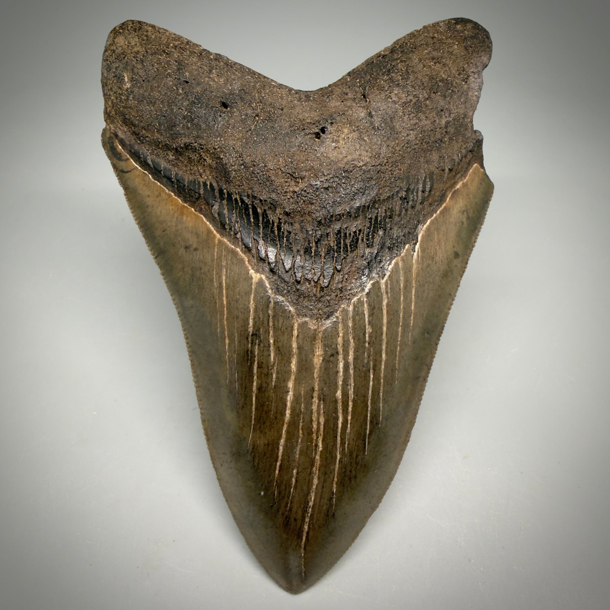 Front View Colorful, sharply serrated 4.65" Fossil Megalodon Tooth from Georgia, USA megalodonteeth.com CM6532