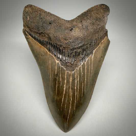 Front View Colorful, sharply serrated 4.65" Fossil Megalodon Tooth from Georgia, USA megalodonteeth.com CM6532