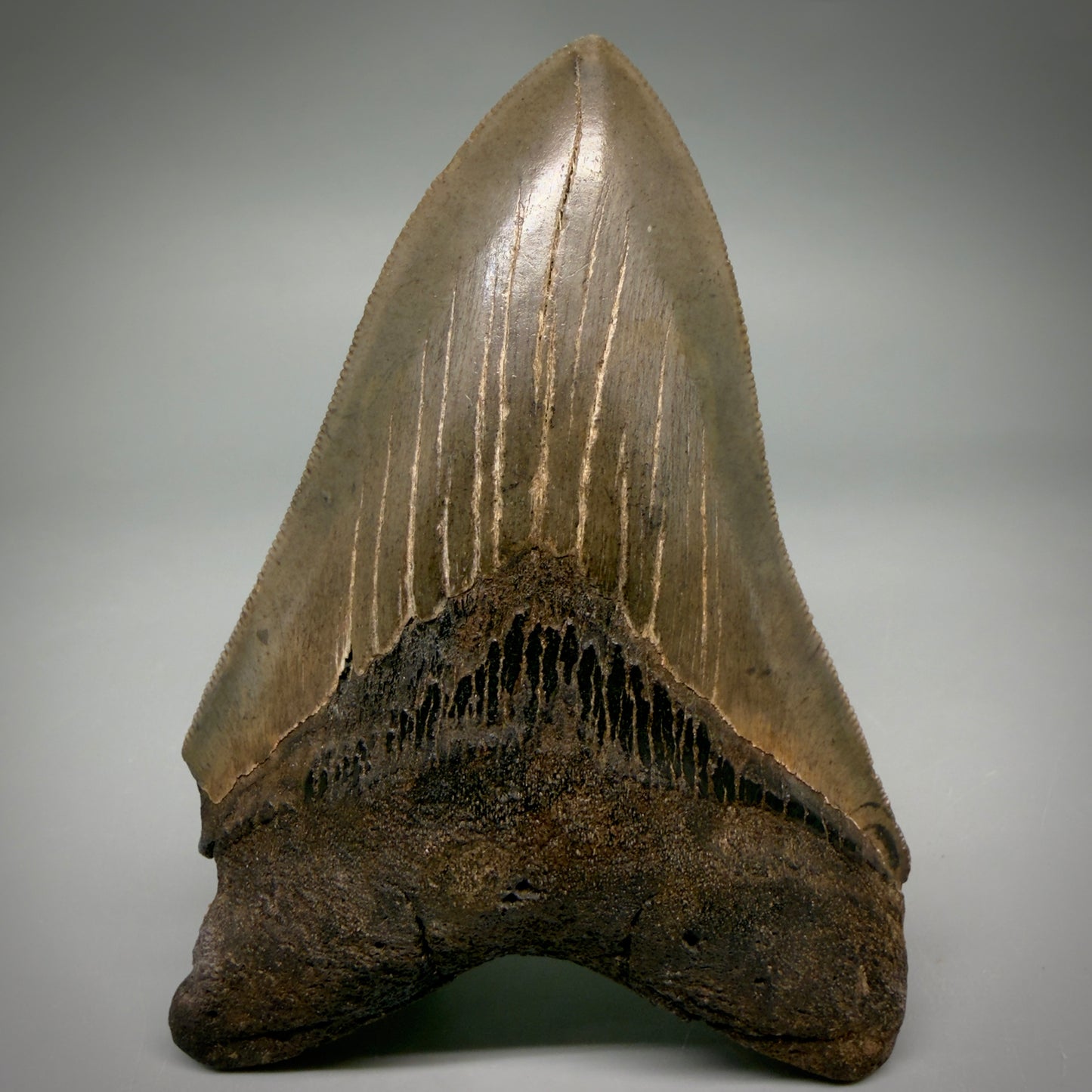 Front View Colorful, sharply serrated 4.65" Fossil Megalodon Tooth from Georgia, USA megalodonteeth.com CM6532 - 1