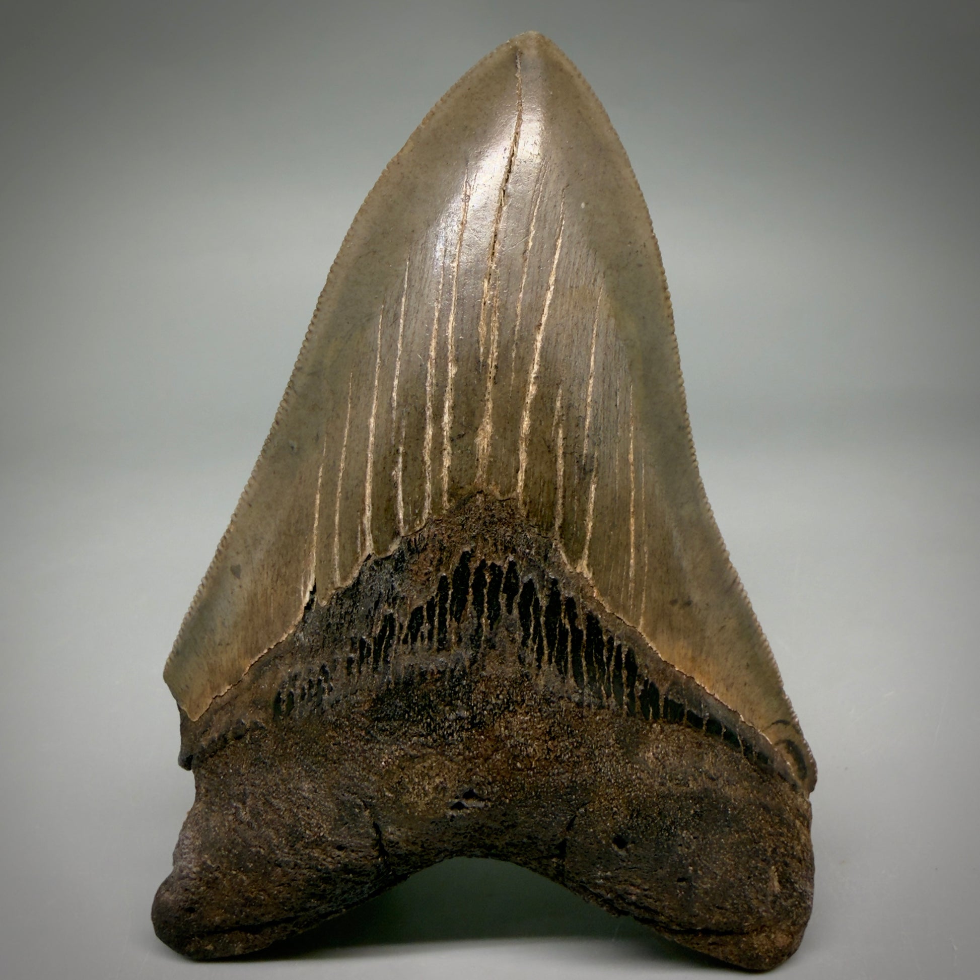 Front View Colorful, sharply serrated 4.65" Fossil Megalodon Tooth from Georgia, USA megalodonteeth.com CM6532 - 1
