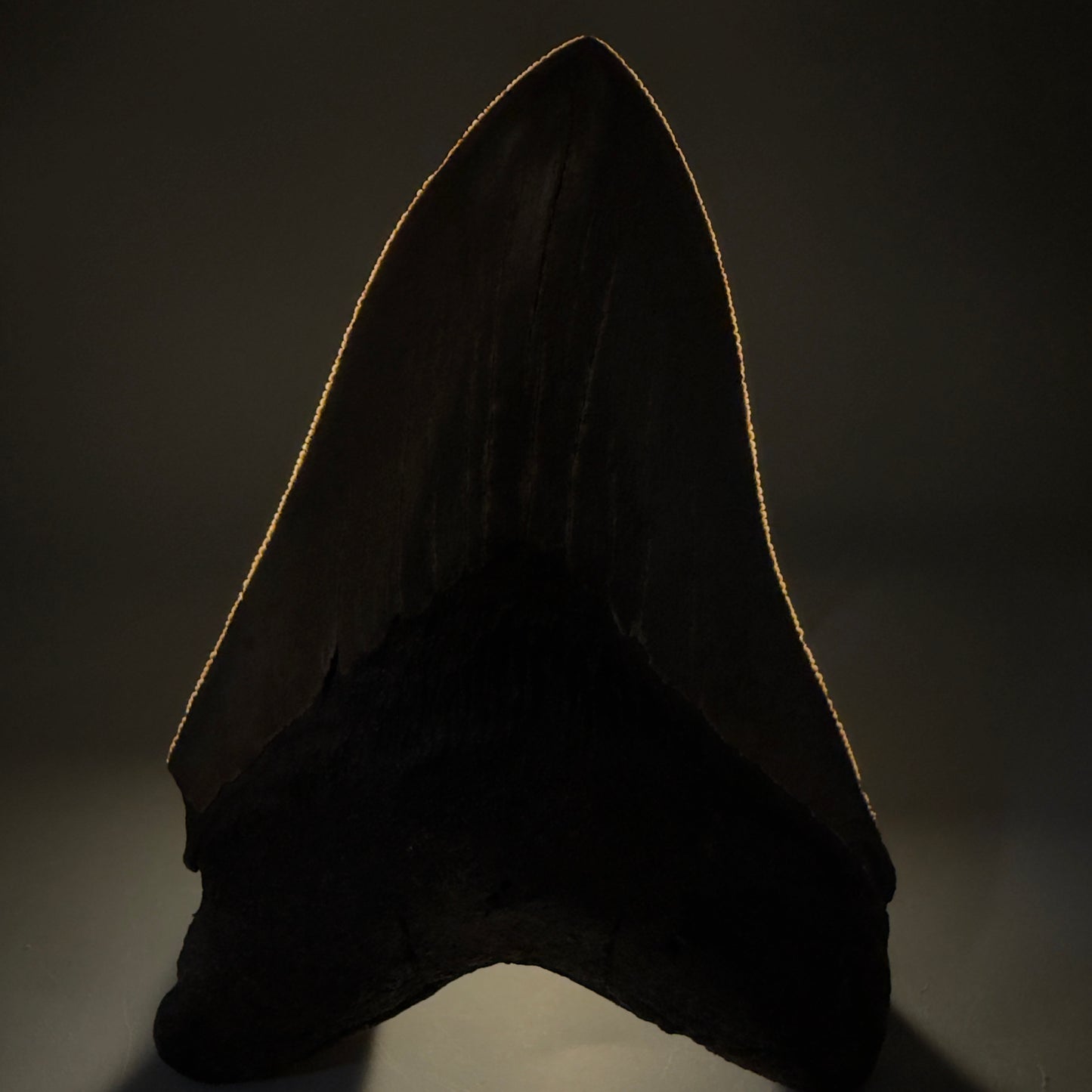 Front View Colorful, sharply serrated 4.65" Fossil Megalodon Tooth from Georgia, USA megalodonteeth.com CM6532 - 2