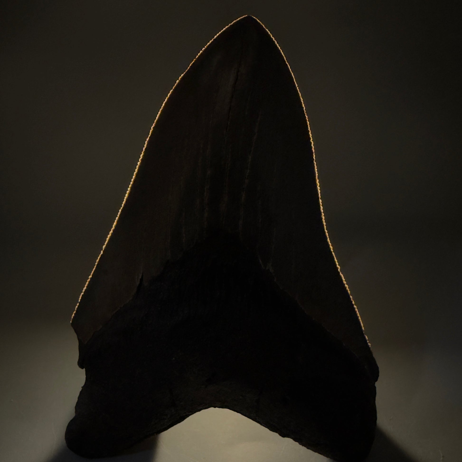 Front View Colorful, sharply serrated 4.65" Fossil Megalodon Tooth from Georgia, USA megalodonteeth.com CM6532 - 2