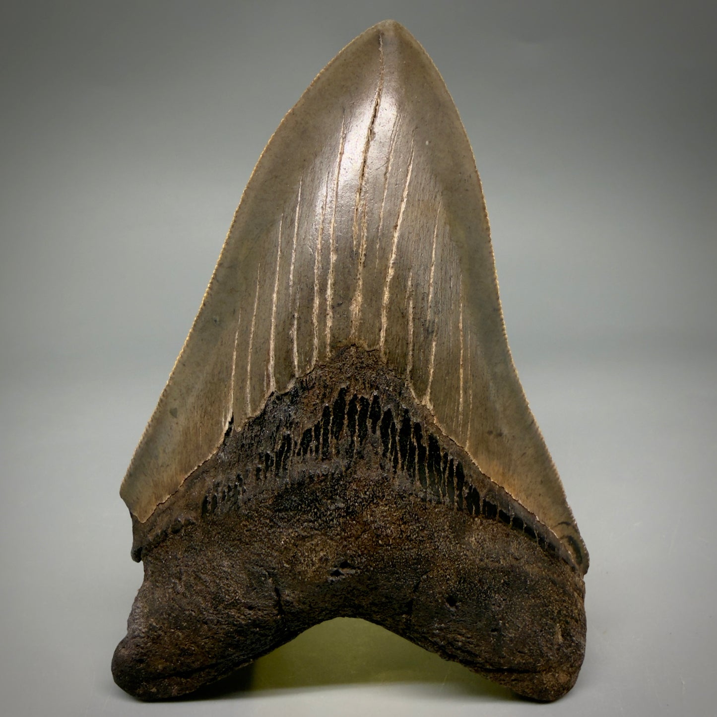 Front View Colorful, sharply serrated 4.65" Fossil Megalodon Tooth from Georgia, USA megalodonteeth.com CM6532 - 3