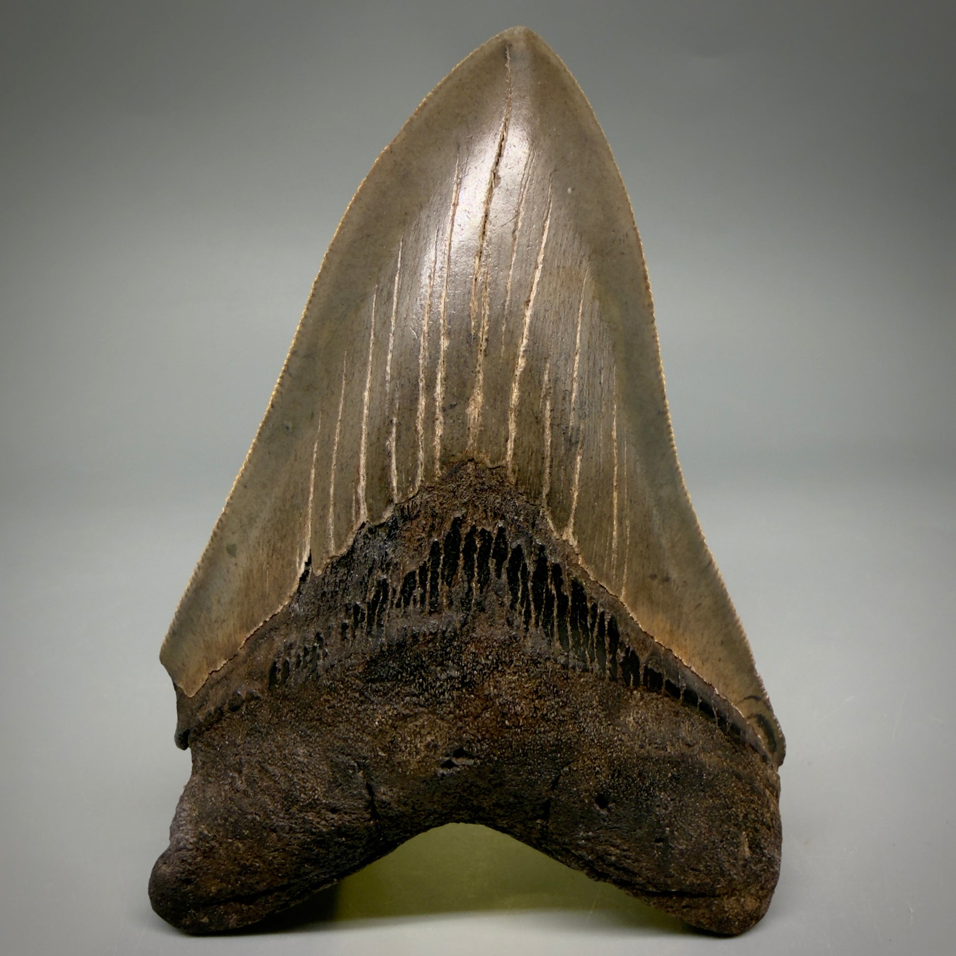 Front View Colorful, sharply serrated 4.65" Fossil Megalodon Tooth from Georgia, USA megalodonteeth.com CM6532 - 3