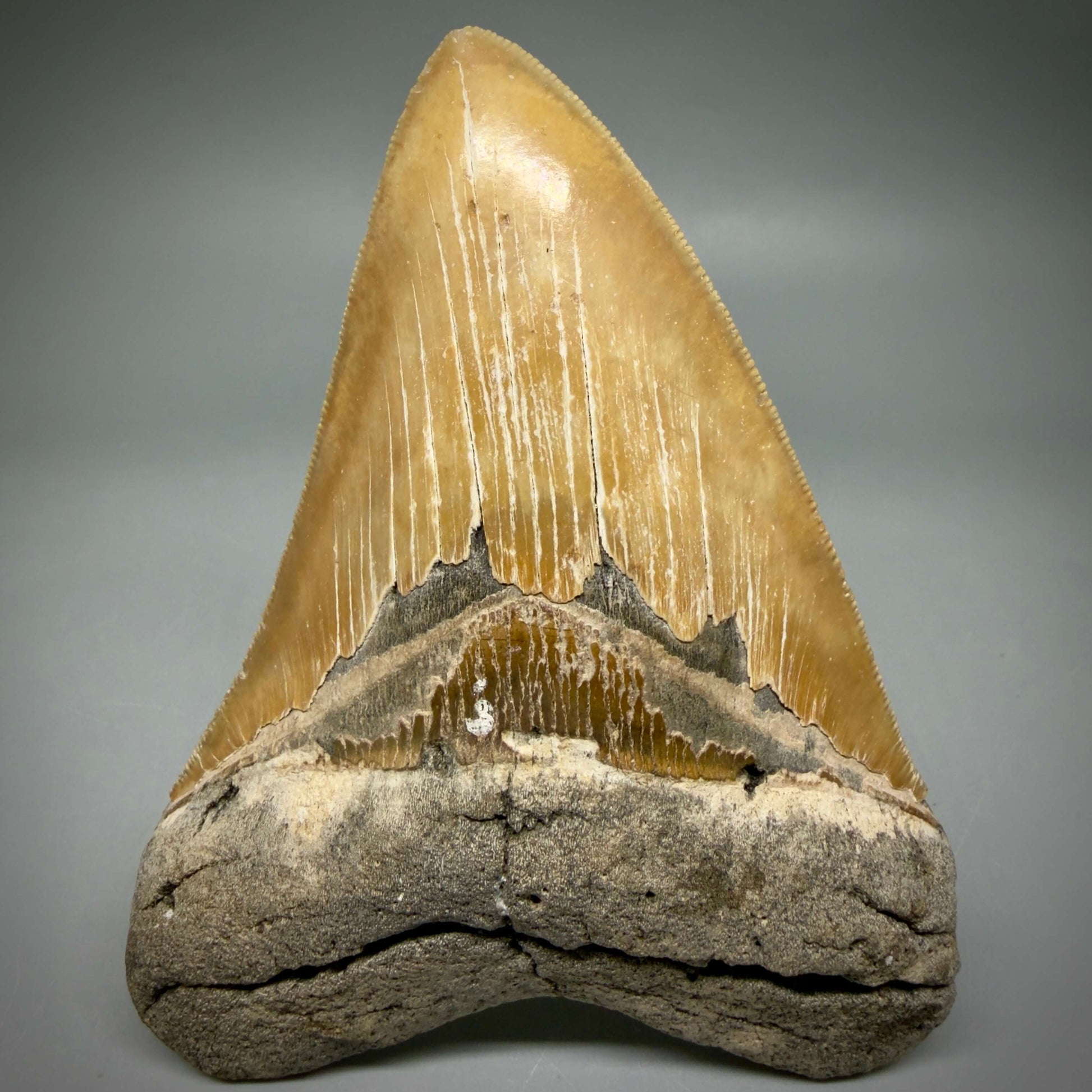 Front View Colorful, sharply serrated 4.80" Authentic Megalodon Tooth – North Carolina Fossil | Carcharocles megalodon MJ109