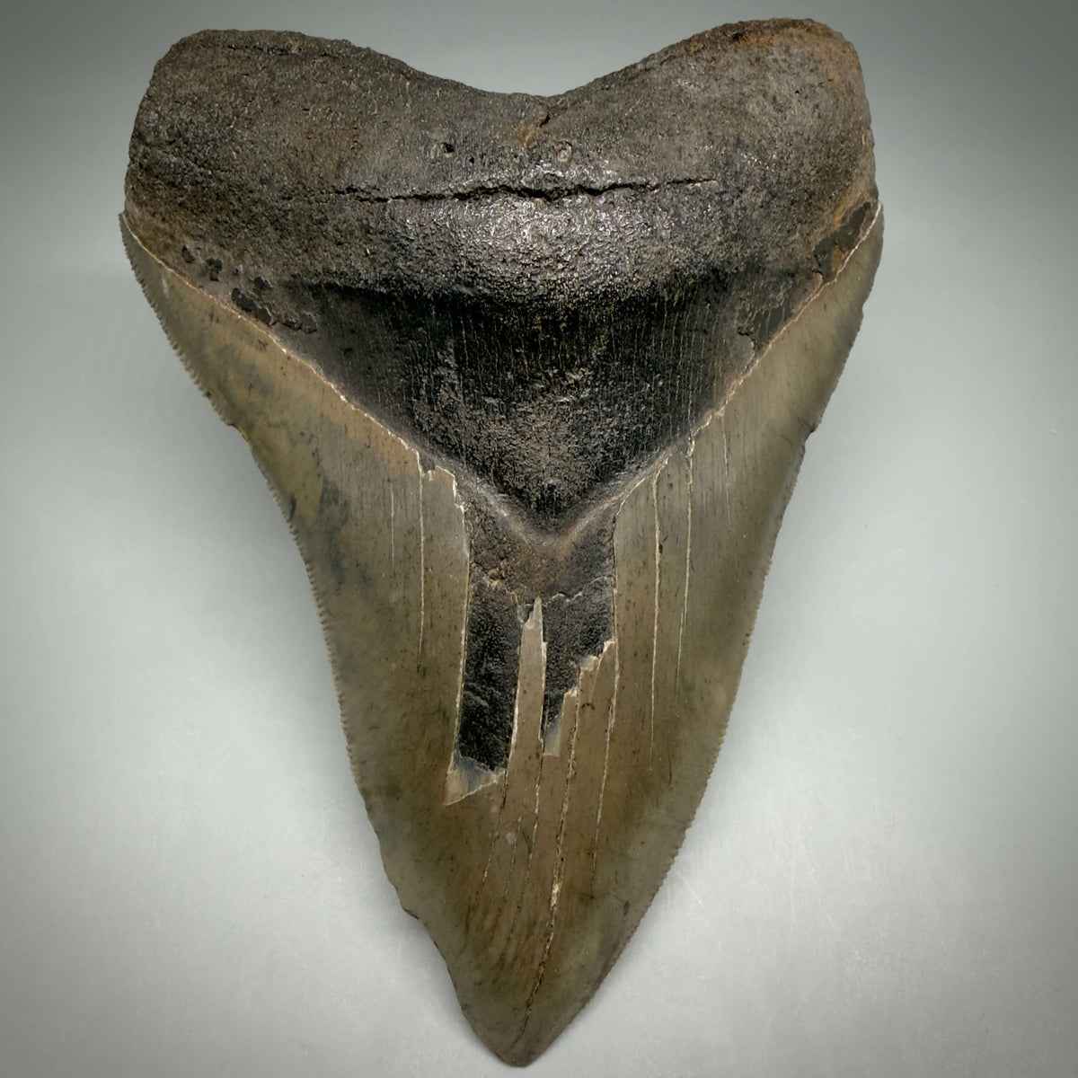 Front View Colorful, sharply serrated 5.35" Fossil Megalodon Tooth from Georgia, USA megalodonteeth.com CM6708