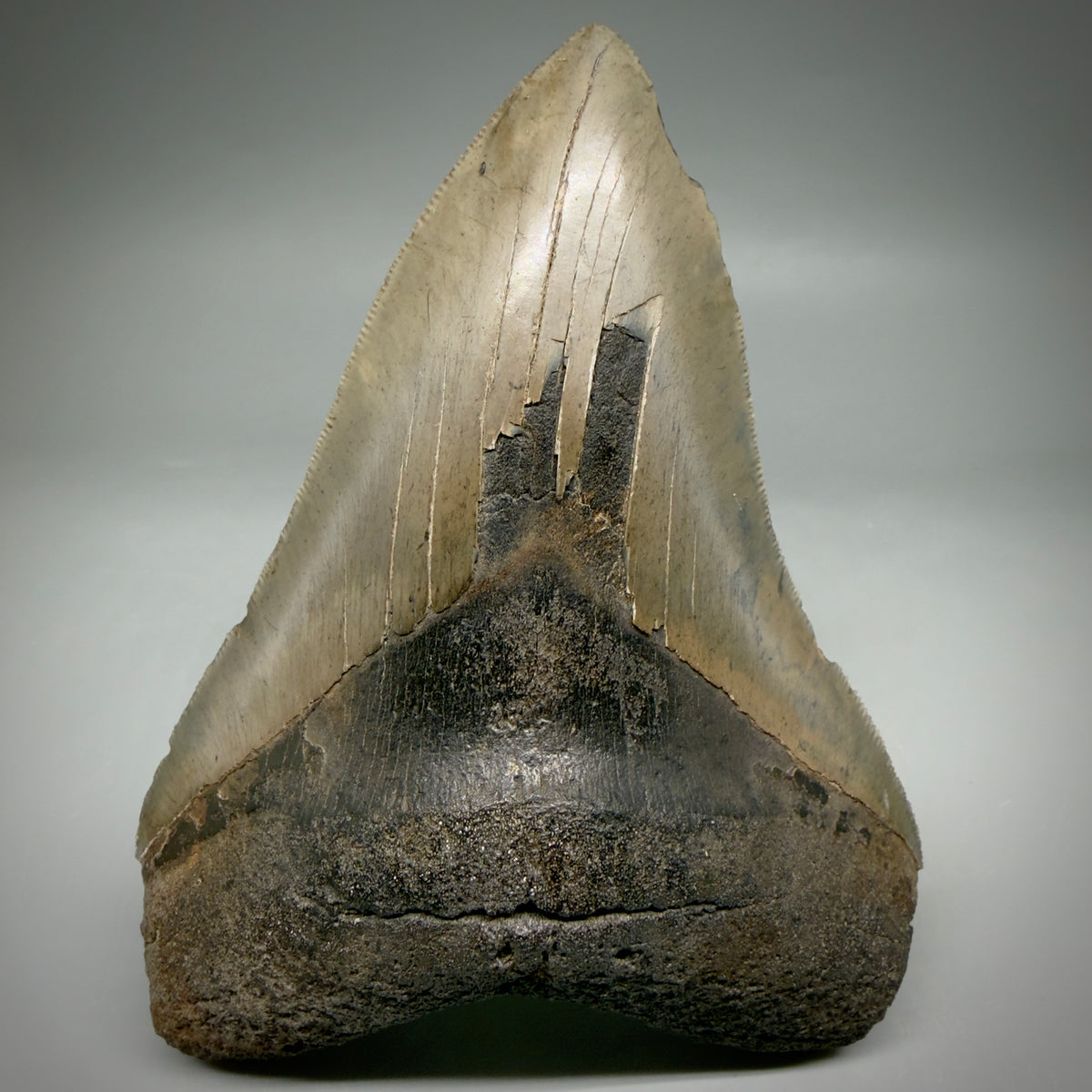 Front View Colorful, sharply serrated 5.35" Fossil Megalodon Tooth from Georgia, USA megalodonteeth.com CM6708 - 1