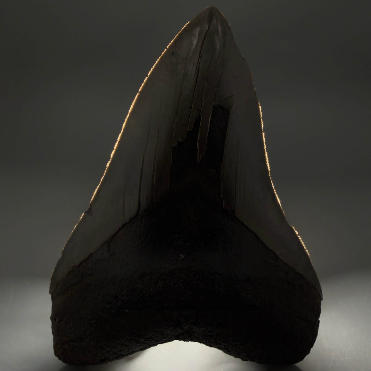 Front View Colorful, sharply serrated 5.35" Fossil Megalodon Tooth from Georgia, USA megalodonteeth.com CM6708 - 2
