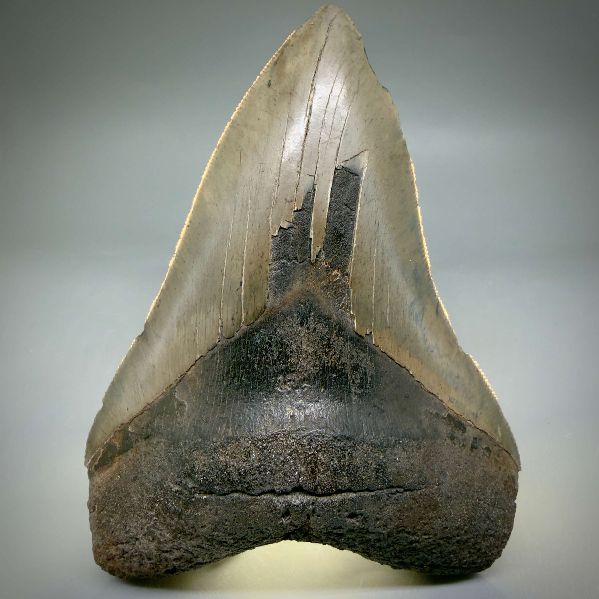 Front View Colorful, sharply serrated 5.35" Fossil Megalodon Tooth from Georgia, USA megalodonteeth.com CM6708 - 3
