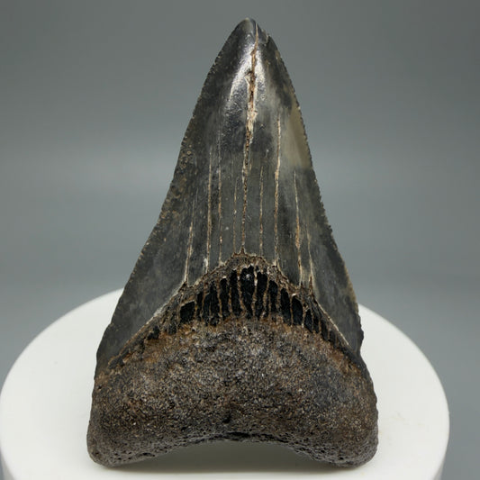 Front View Colorful, sharply serrated, Lower 2.24" Fossil Megalodon Shark Tooth - Georgia CM5856