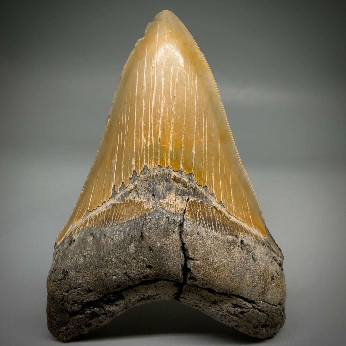 Front View Colorful, sharply serrated Lower 5.18" Authentic Megalodon Tooth – North Carolina Fossil | Carcharocles megalodon megalodonteeth.com CM6700