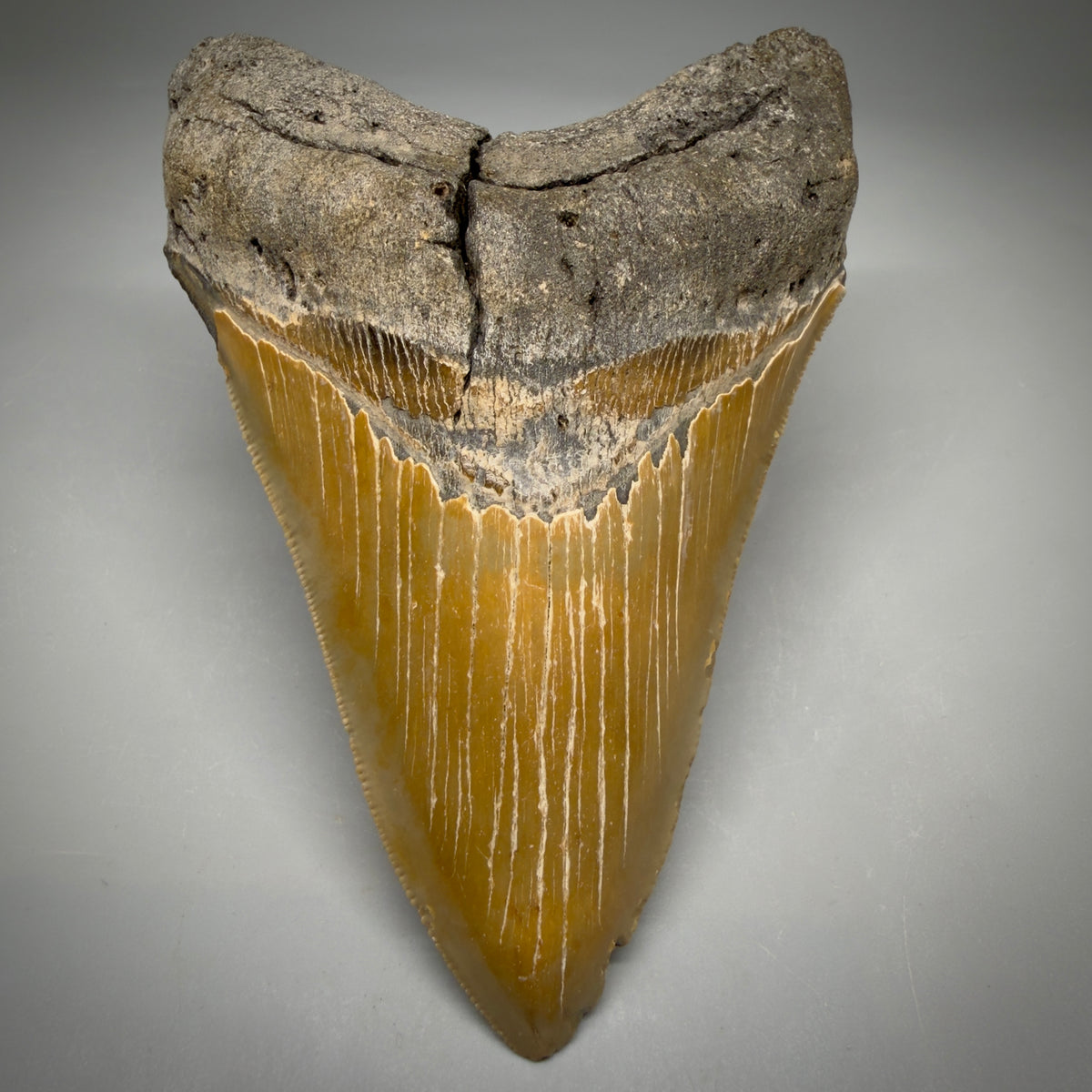 Front View Colorful, sharply serrated Lower 5.18" Authentic Megalodon Tooth – North Carolina Fossil | Carcharocles megalodon megalodonteeth.com CM6700 - 1