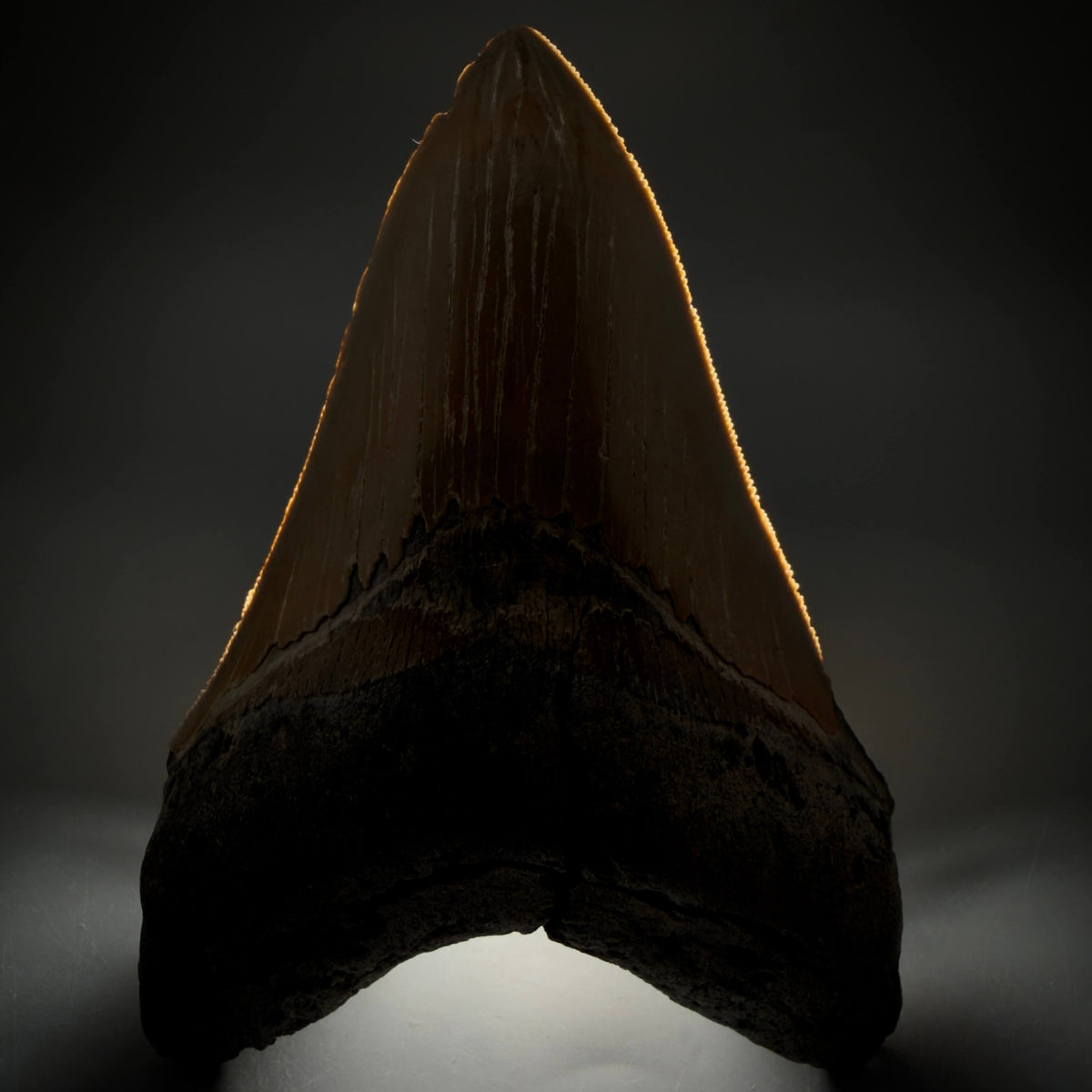 Front View Colorful, sharply serrated Lower 5.18" Authentic Megalodon Tooth – North Carolina Fossil | Carcharocles megalodon megalodonteeth.com CM6700 - 2