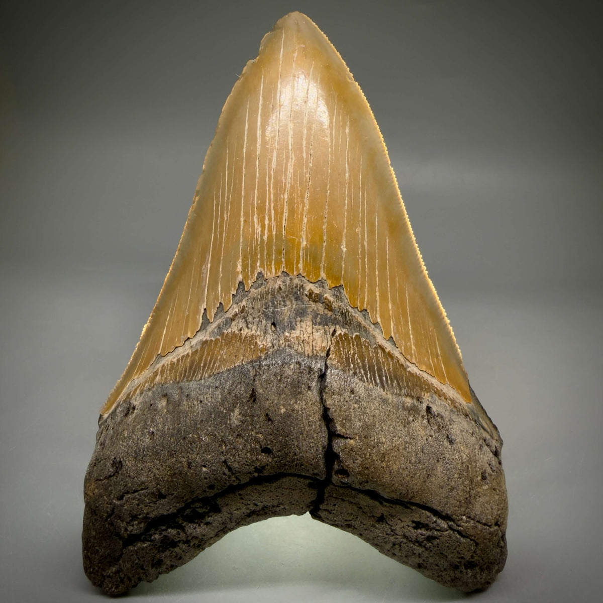 Front View Colorful, sharply serrated Lower 5.18" Authentic Megalodon Tooth – North Carolina Fossil | Carcharocles megalodon megalodonteeth.com CM6700 - 3