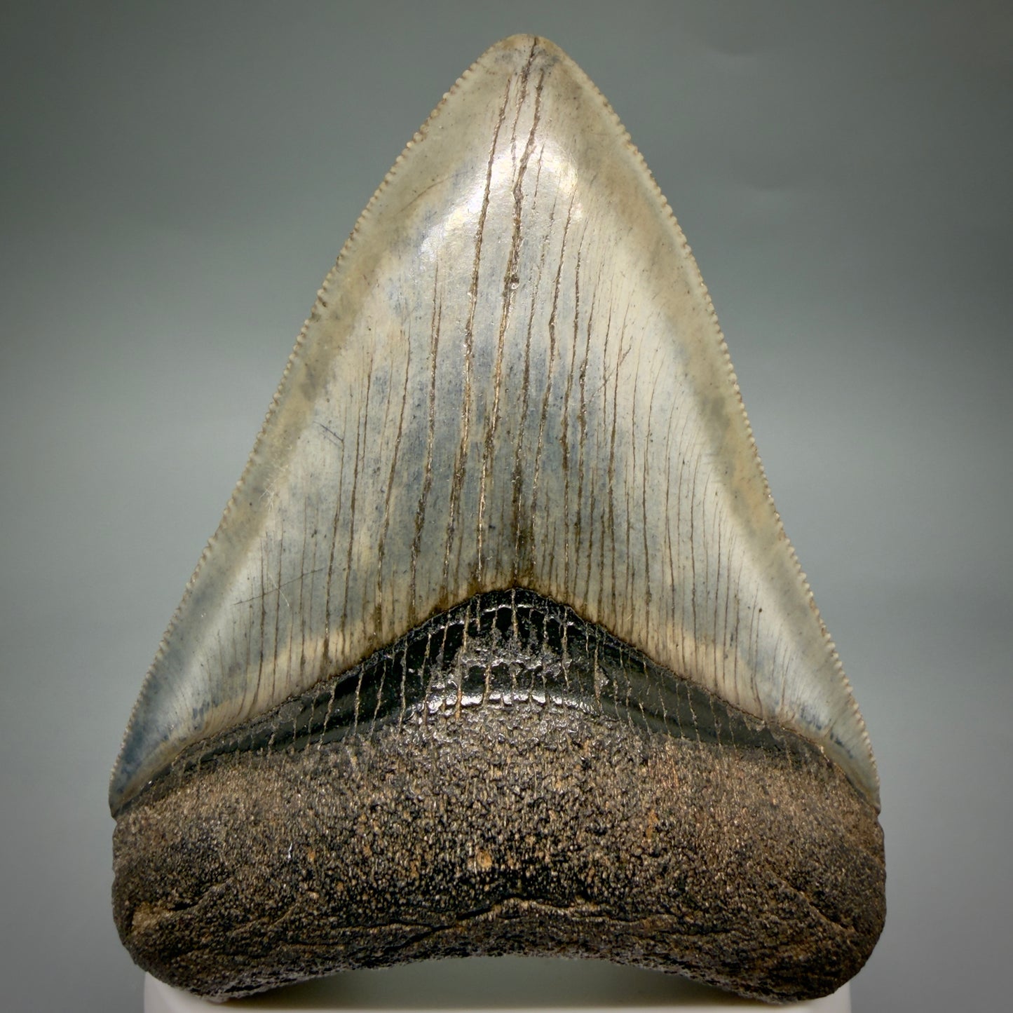 Front View Colorful, sharply serrated, heart-shaped 3.41" Fossil Megalodon Tooth from Georgia, USA megalodonteeth.com CM6527