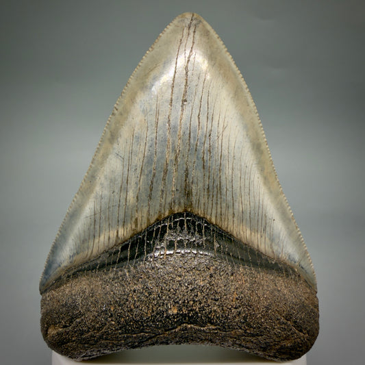 Front View Colorful, sharply serrated, heart-shaped 3.41" Fossil Megalodon Tooth from Georgia, USA megalodonteeth.com CM6527