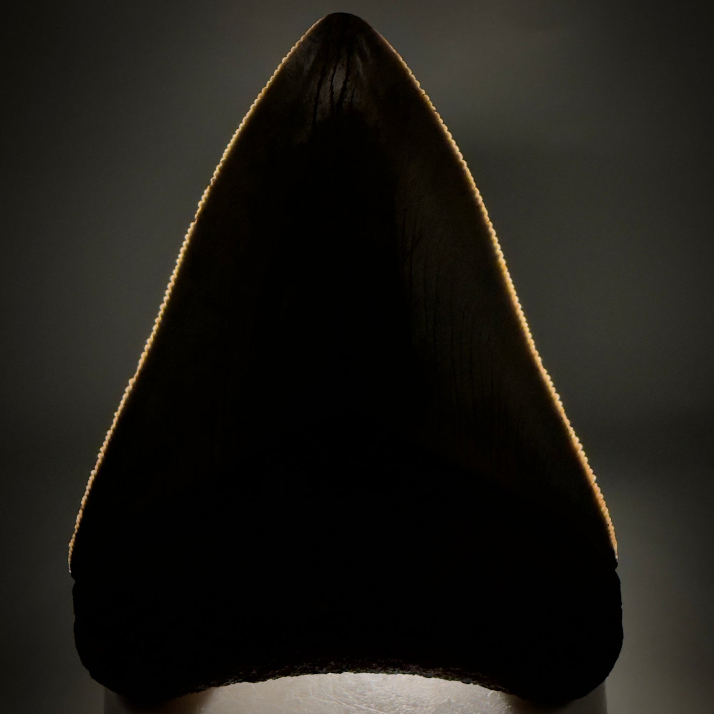 Front View Colorful, sharply serrated, heart-shaped 3.41" Fossil Megalodon Tooth from Georgia, USA megalodonteeth.com CM6527 - 1