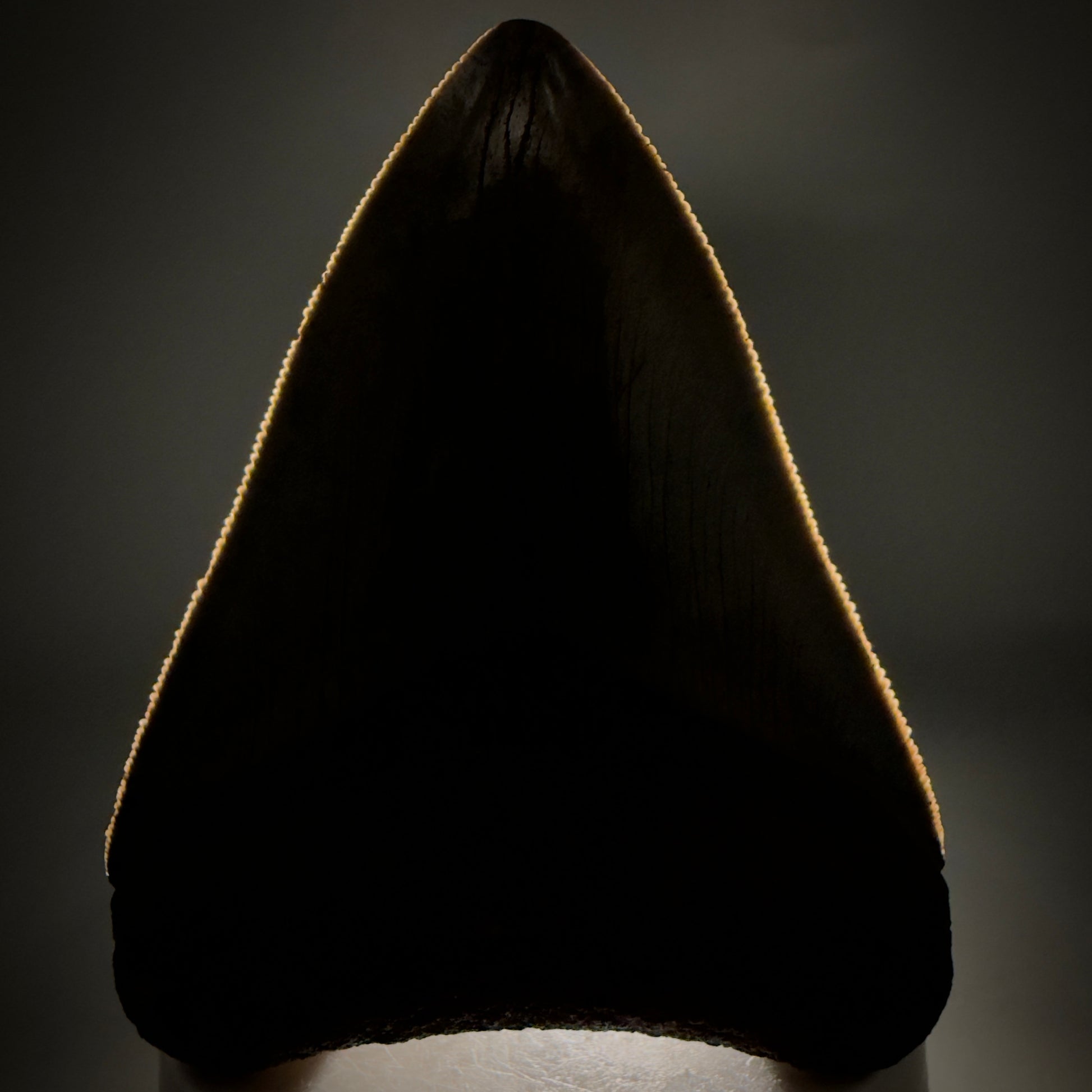 Front View Colorful, sharply serrated, heart-shaped 3.41" Fossil Megalodon Tooth from Georgia, USA megalodonteeth.com CM6527 - 1