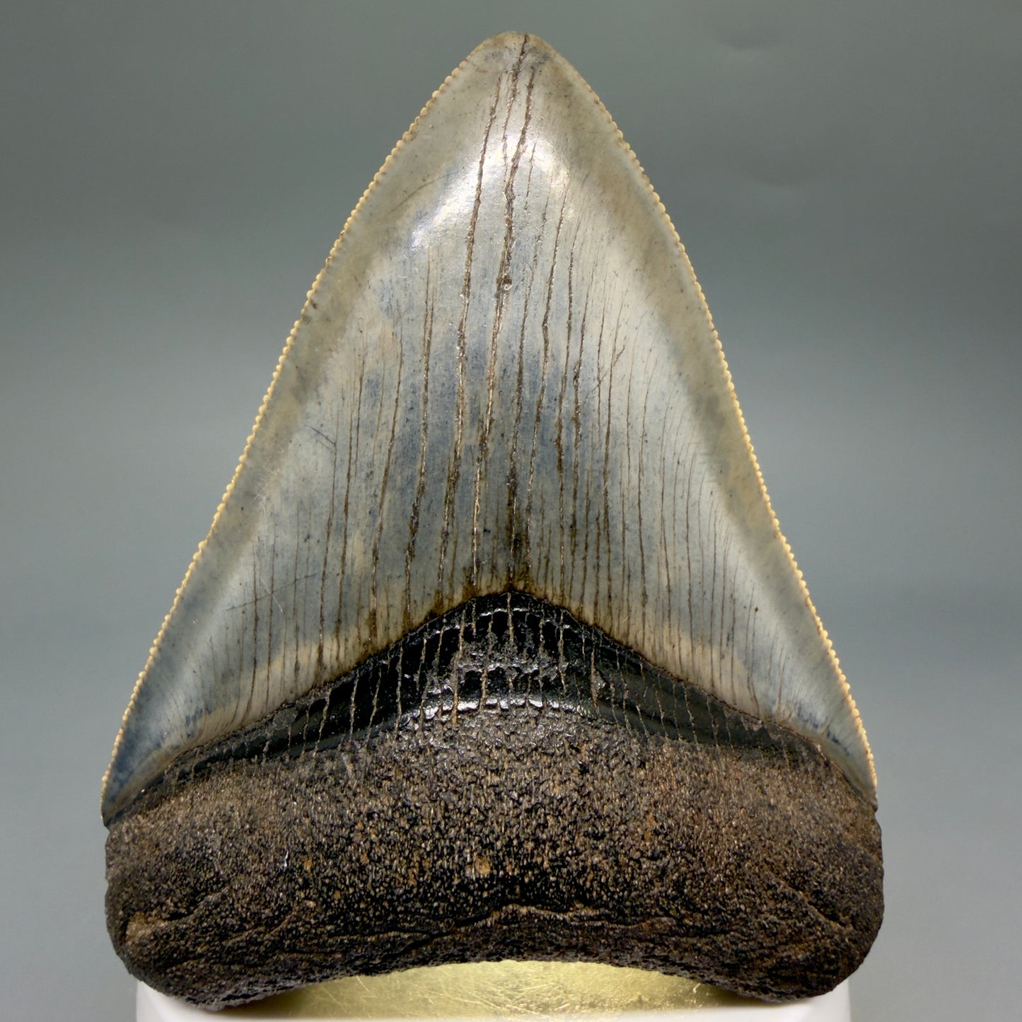 Front View Colorful, sharply serrated, heart-shaped 3.41" Fossil Megalodon Tooth from Georgia, USA megalodonteeth.com CM6527 - 2