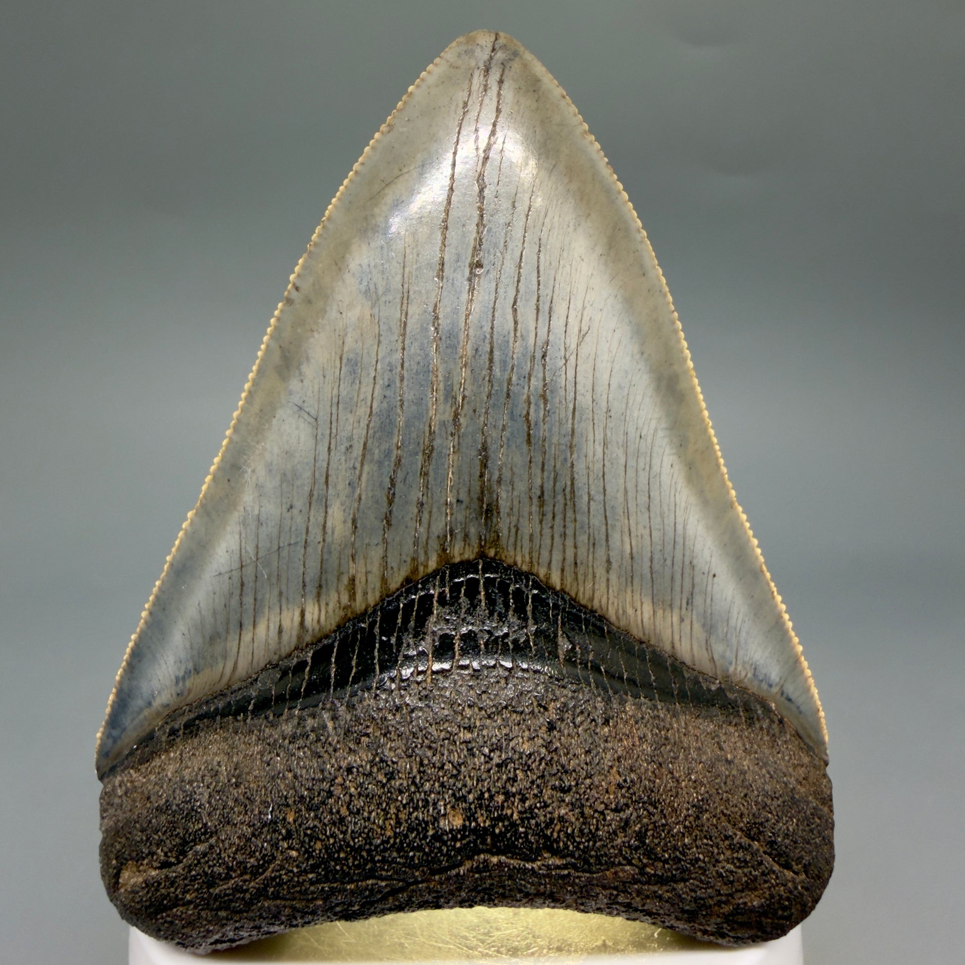 Front View Colorful, sharply serrated, heart-shaped 3.41" Fossil Megalodon Tooth from Georgia, USA megalodonteeth.com CM6527 - 2