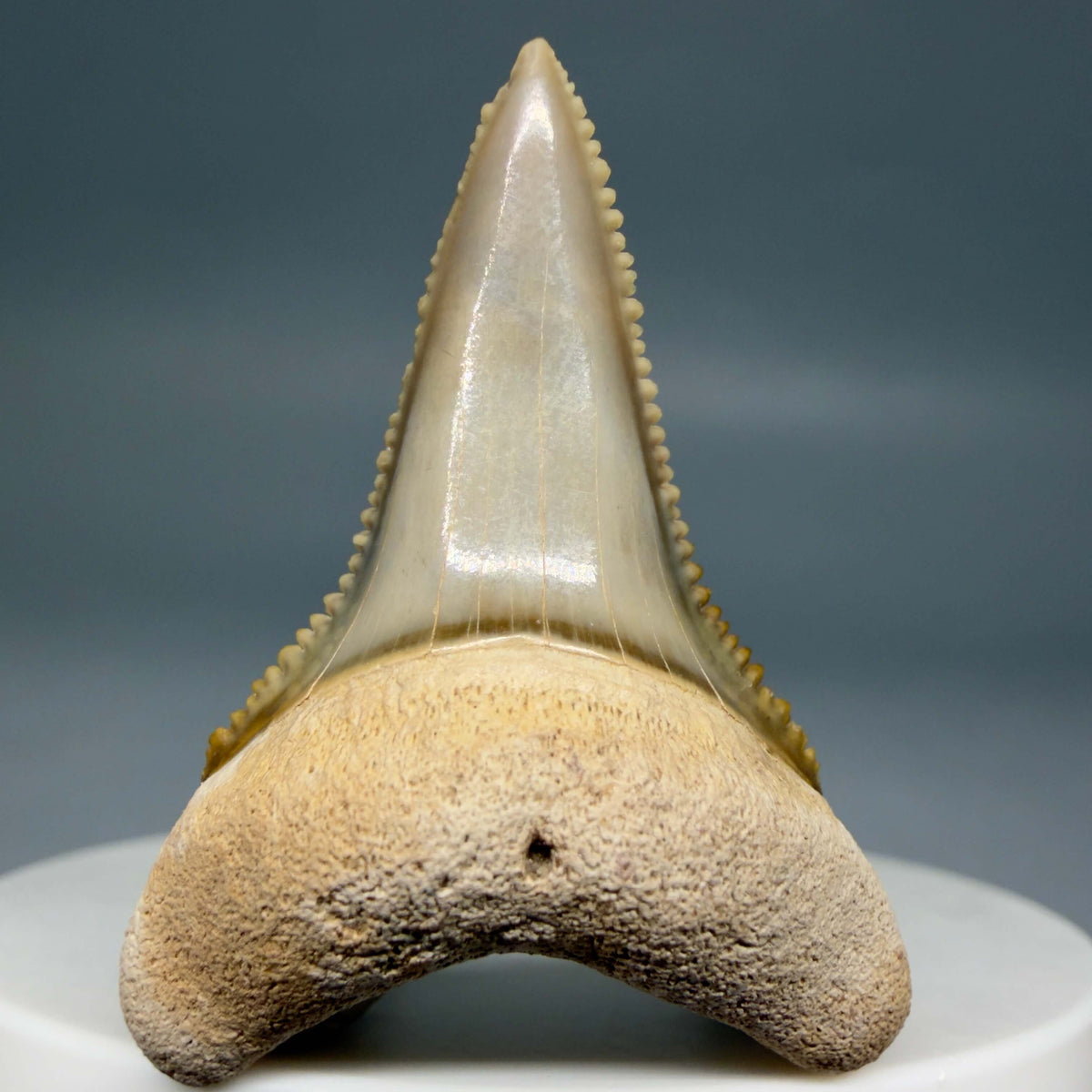 Front View Colorful, sharply serrated lower 1.59" Fossil Great White Tooth from Sarasota, Florida megalodonteeth.com GW1381