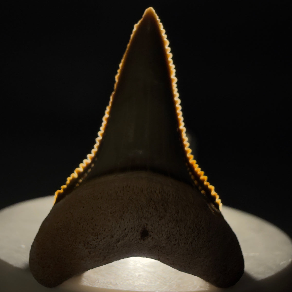 Front View Colorful, sharply serrated lower 1.59" Fossil Great White Tooth from Sarasota, Florida megalodonteeth.com GW1381 - 1