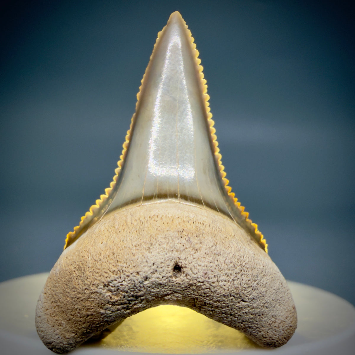 Front View Colorful, sharply serrated lower 1.59" Fossil Great White Tooth from Sarasota, Florida megalodonteeth.com GW1381 - 2