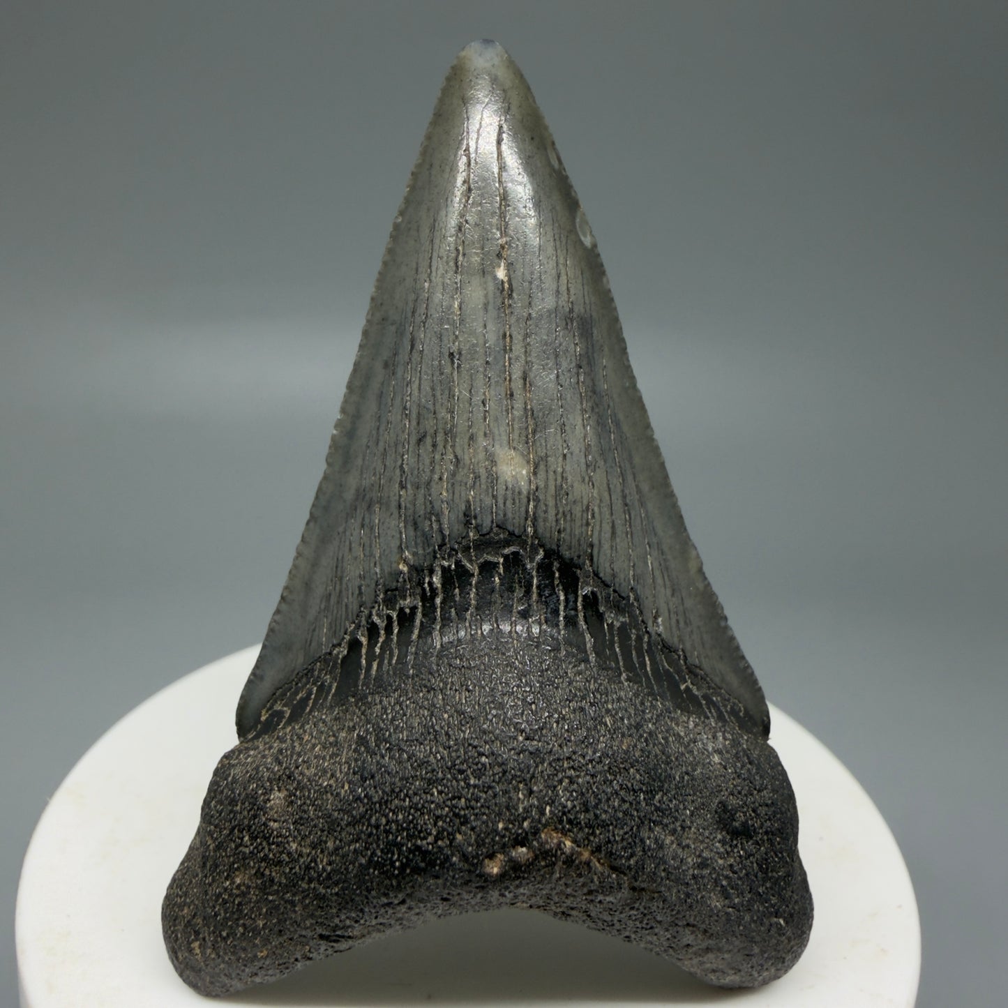 Front View Dark Colors 2.62" Fossil Megalodon Tooth from South Carolina CM6035