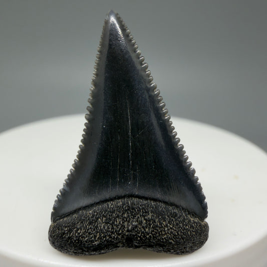 Front View Dark Colors, sharply serrated 1.22" Fossil Great White Tooth for Sale GW1310