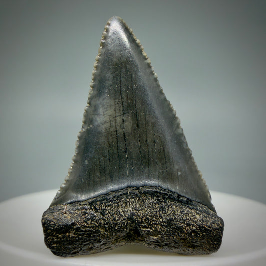 Front View Dark Colors, sharply serrated 1.38" Fossil Great White Tooth for Sale GW1311