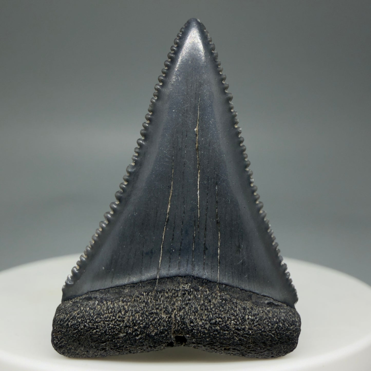Front View Dark Colors, sharply serrated 1.41" Fossil Great White Tooth for Sale GW1276 