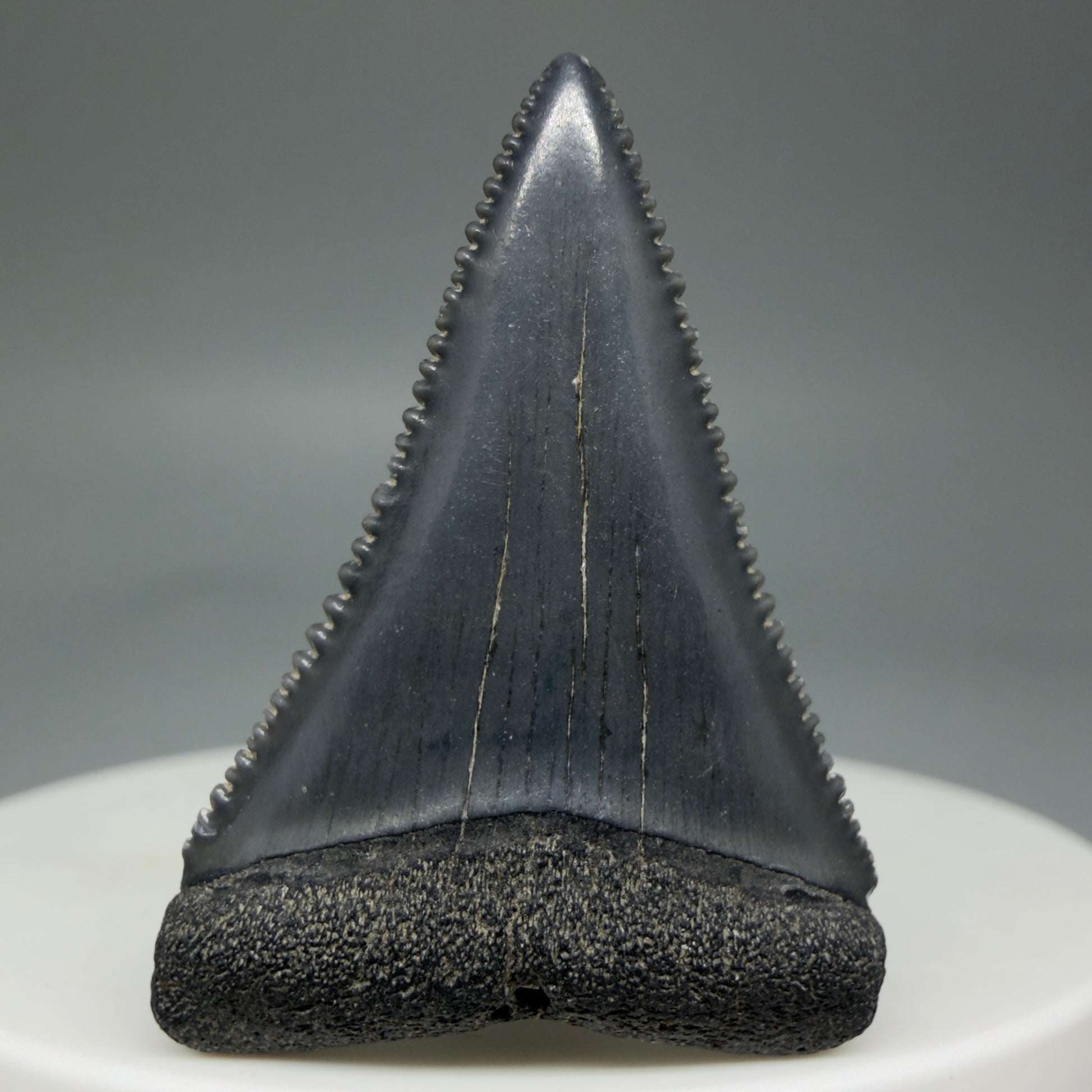 Front View Dark Colors, sharply serrated 1.41" Fossil Great White Tooth for Sale GW1276 
